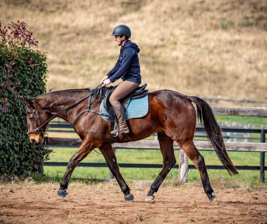 Course & Resources — Racehorse to Riding Horse