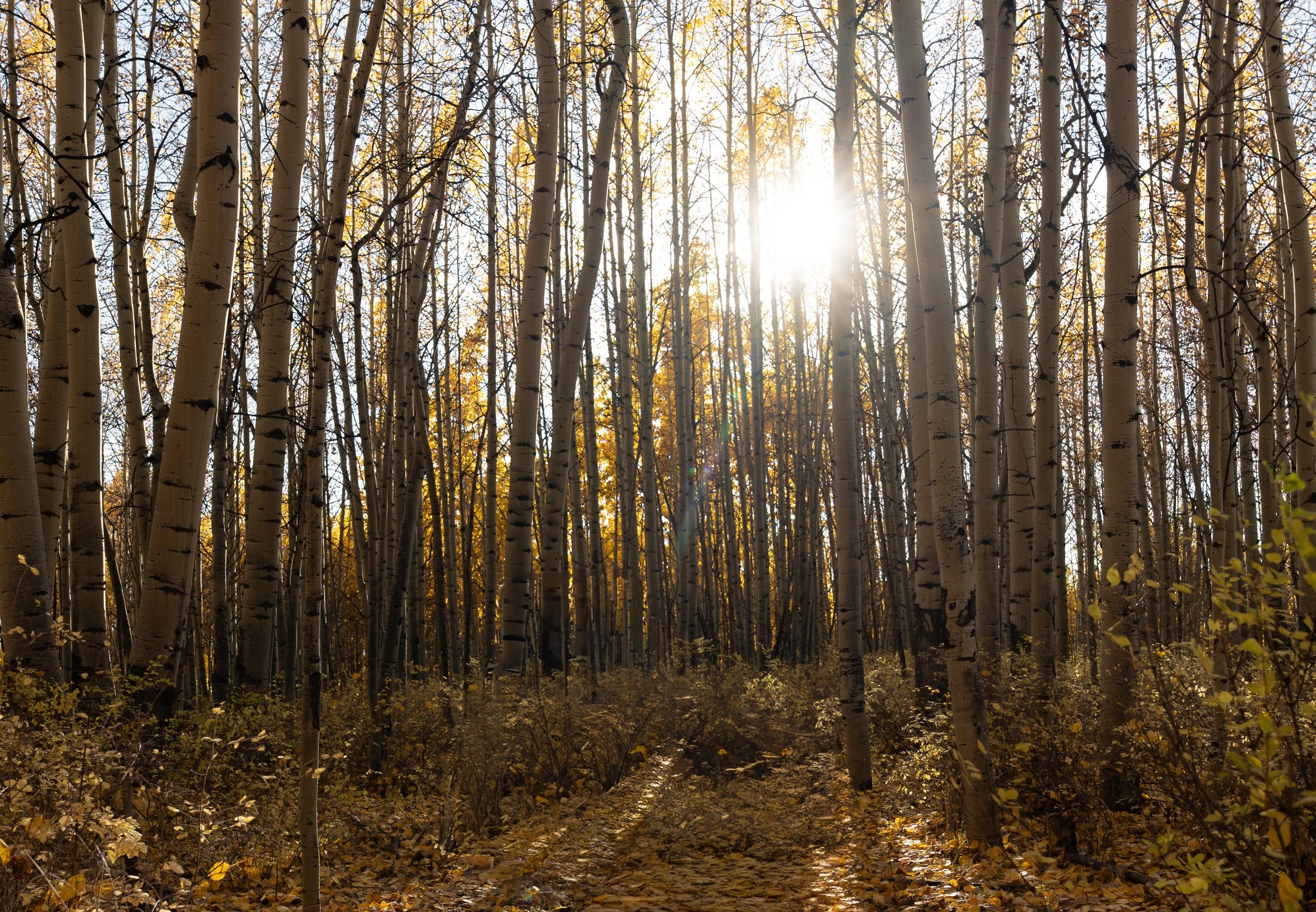 Sun shining through a forest of tall, slender trees with white bark and fallen autumn leaves on the ground.