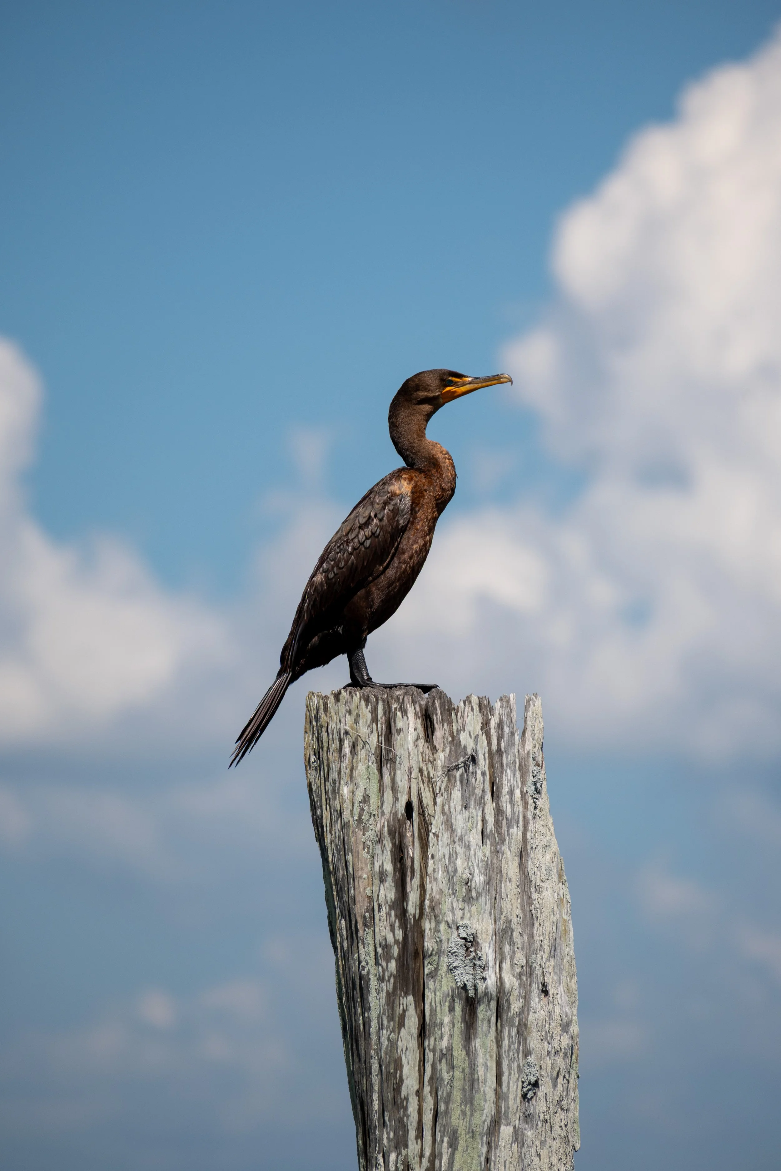 Double-Crested Cormorant