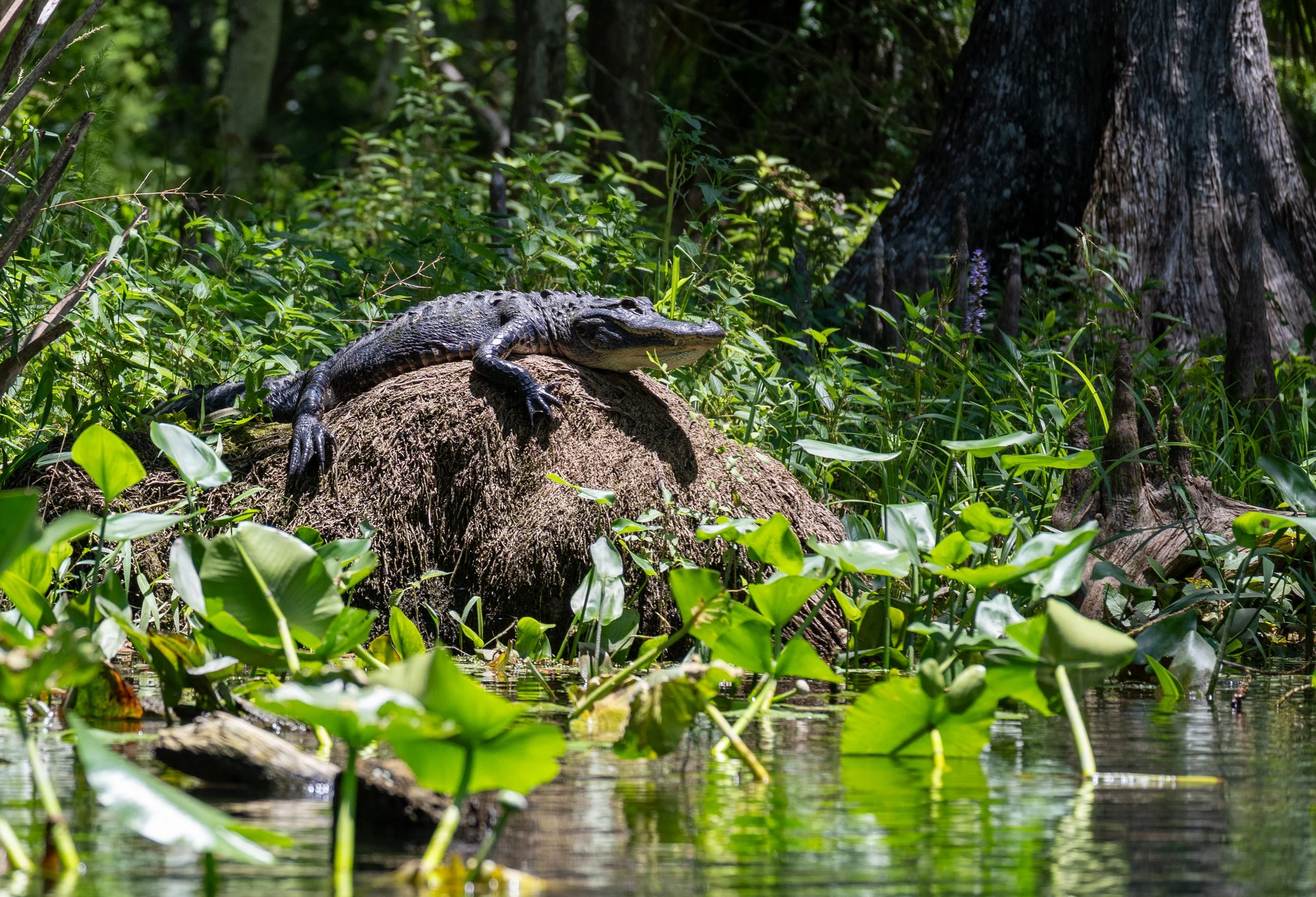 Alligator on a mound