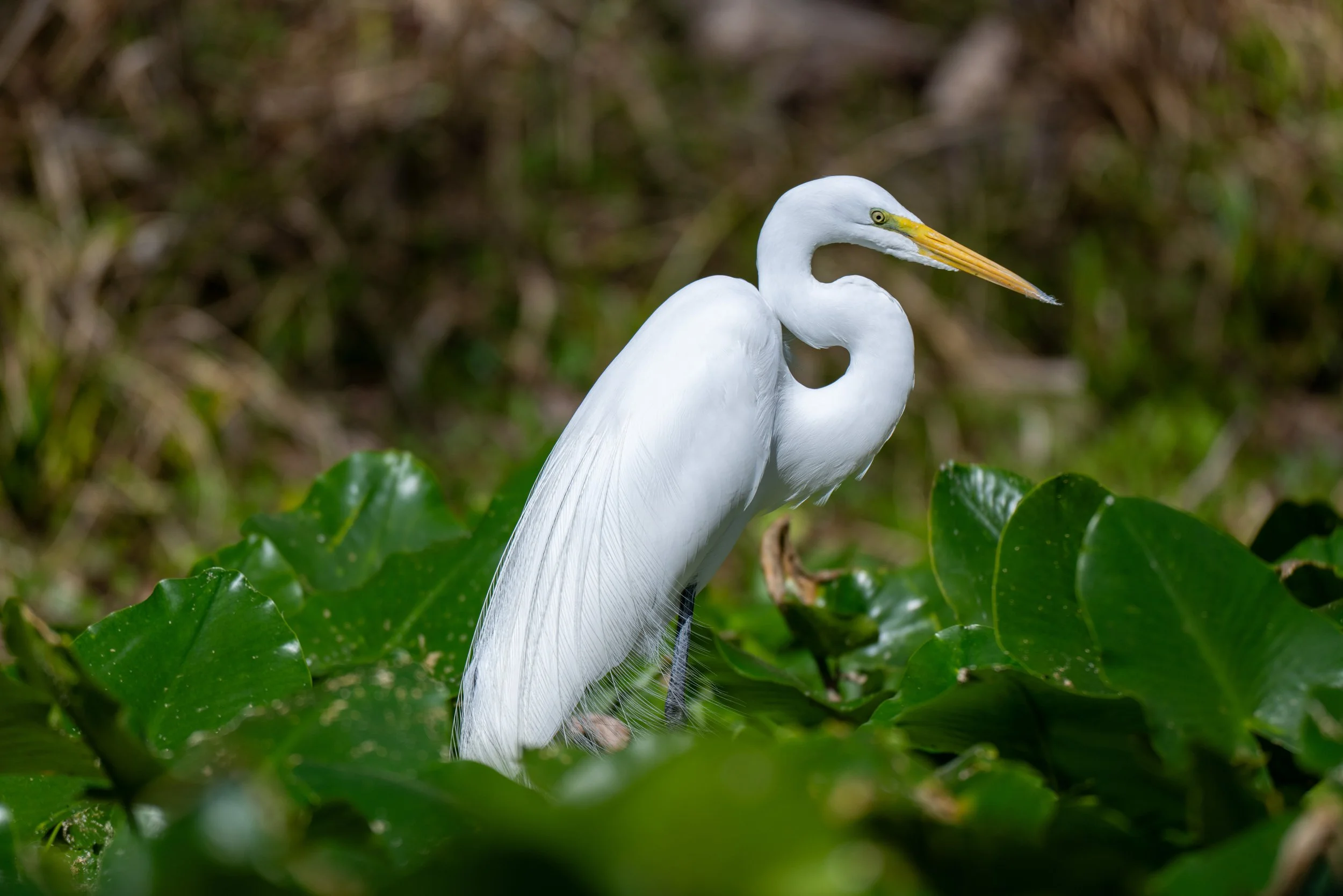 Great Egret