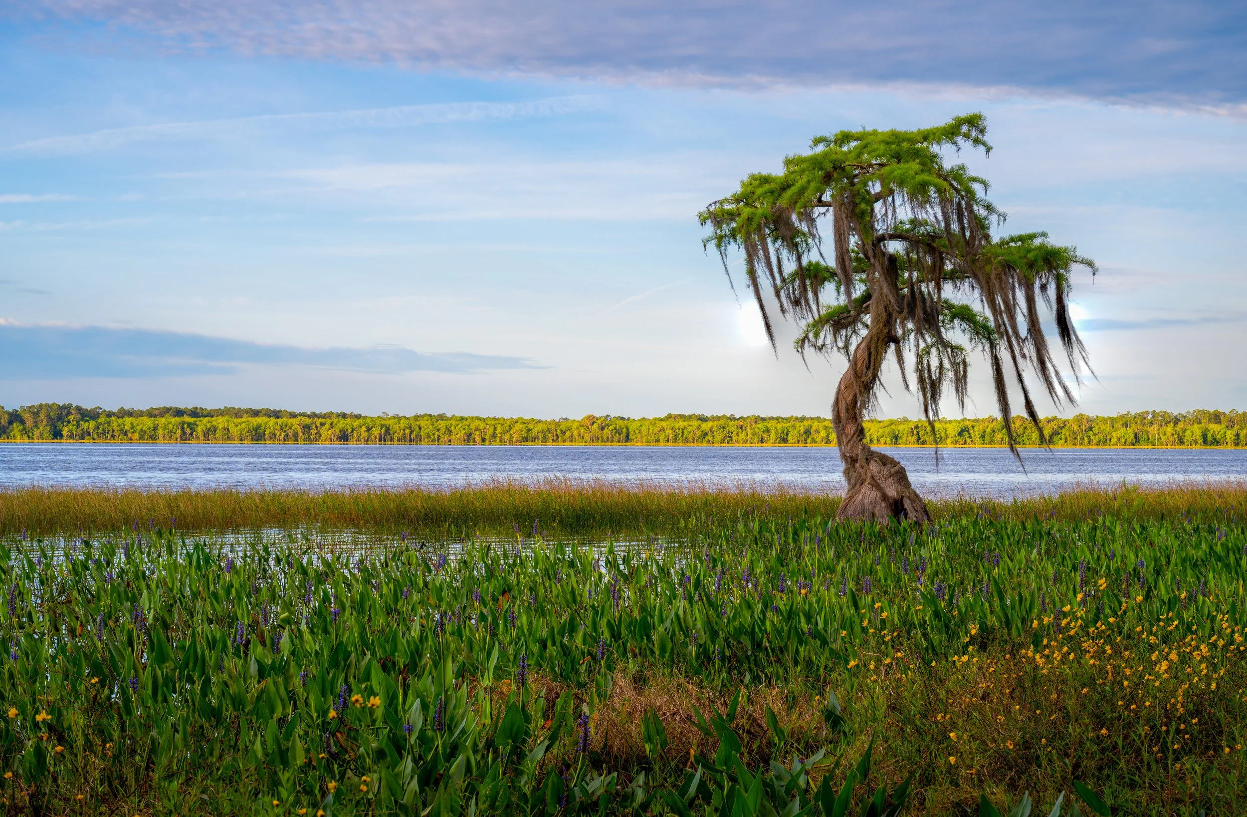 Lone Cypress Tree