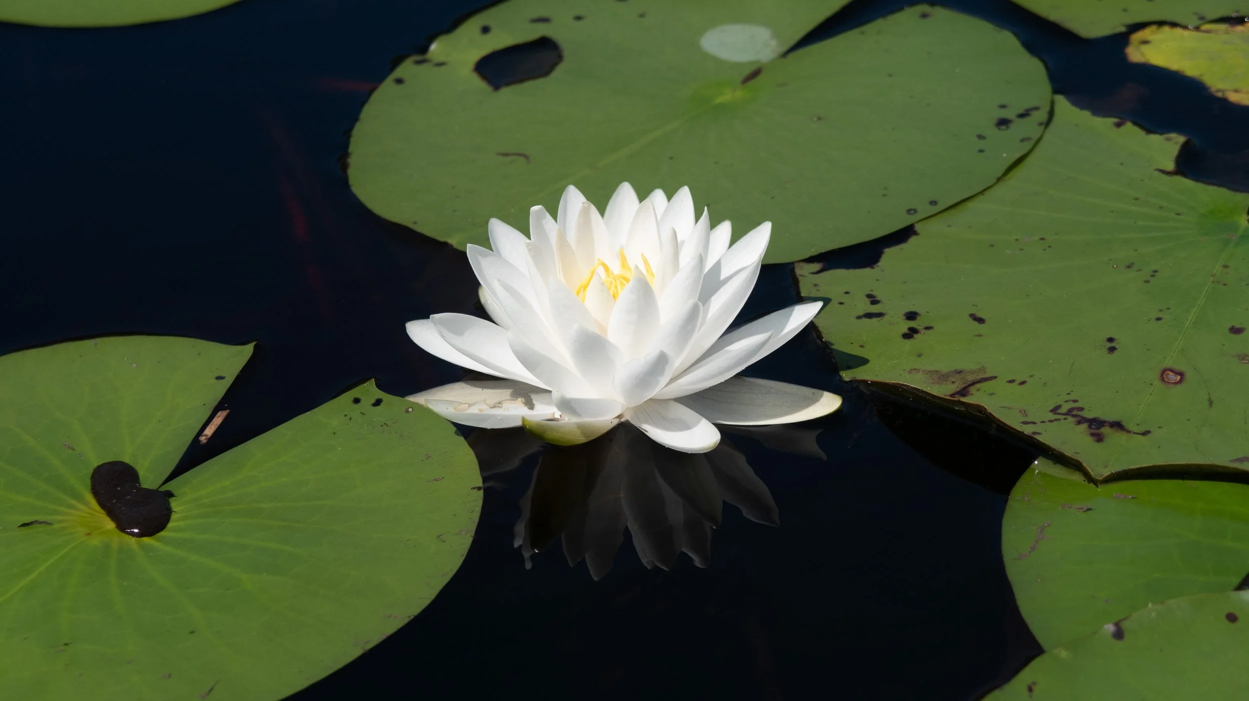 White Water Lily