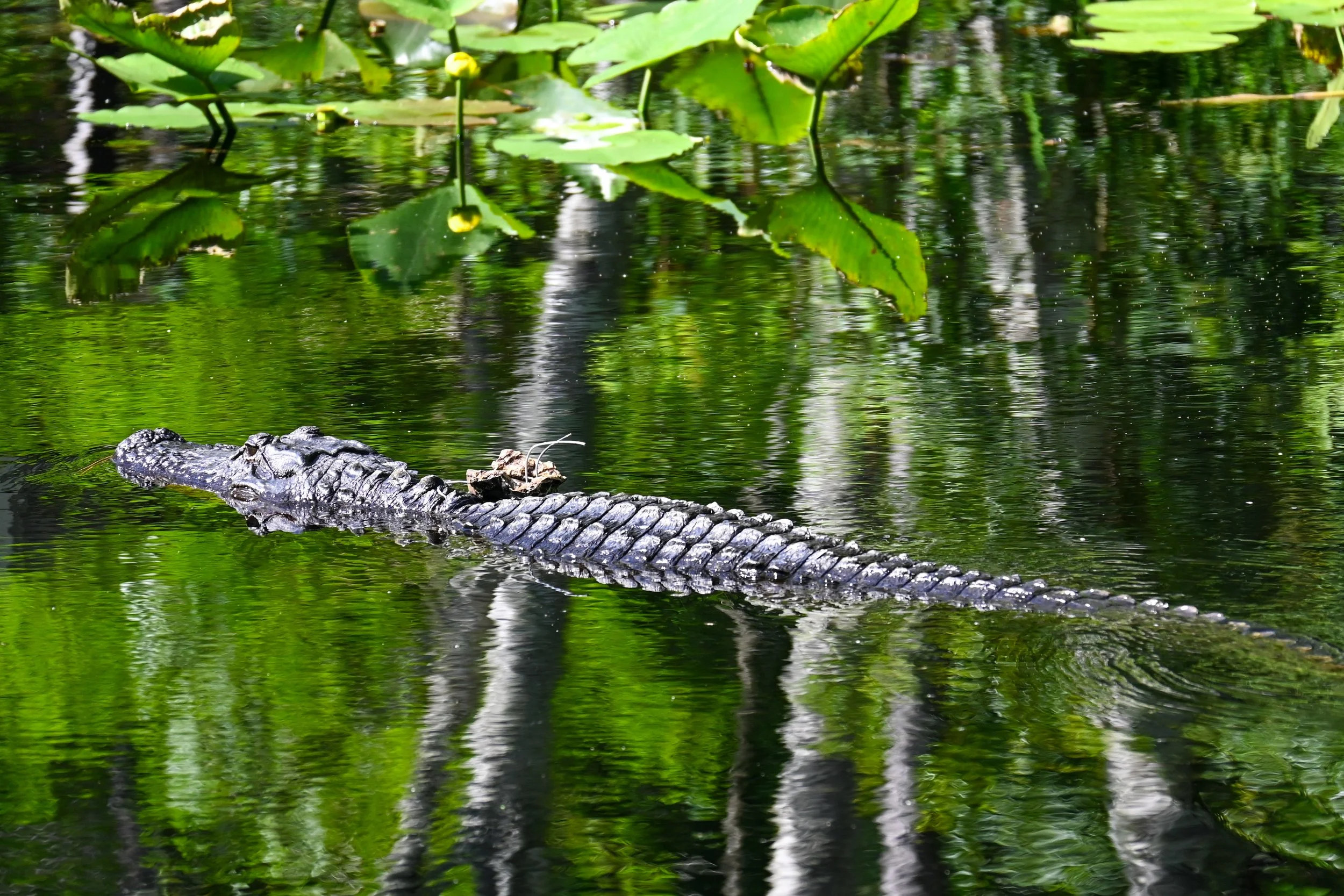 Alligator Swimming