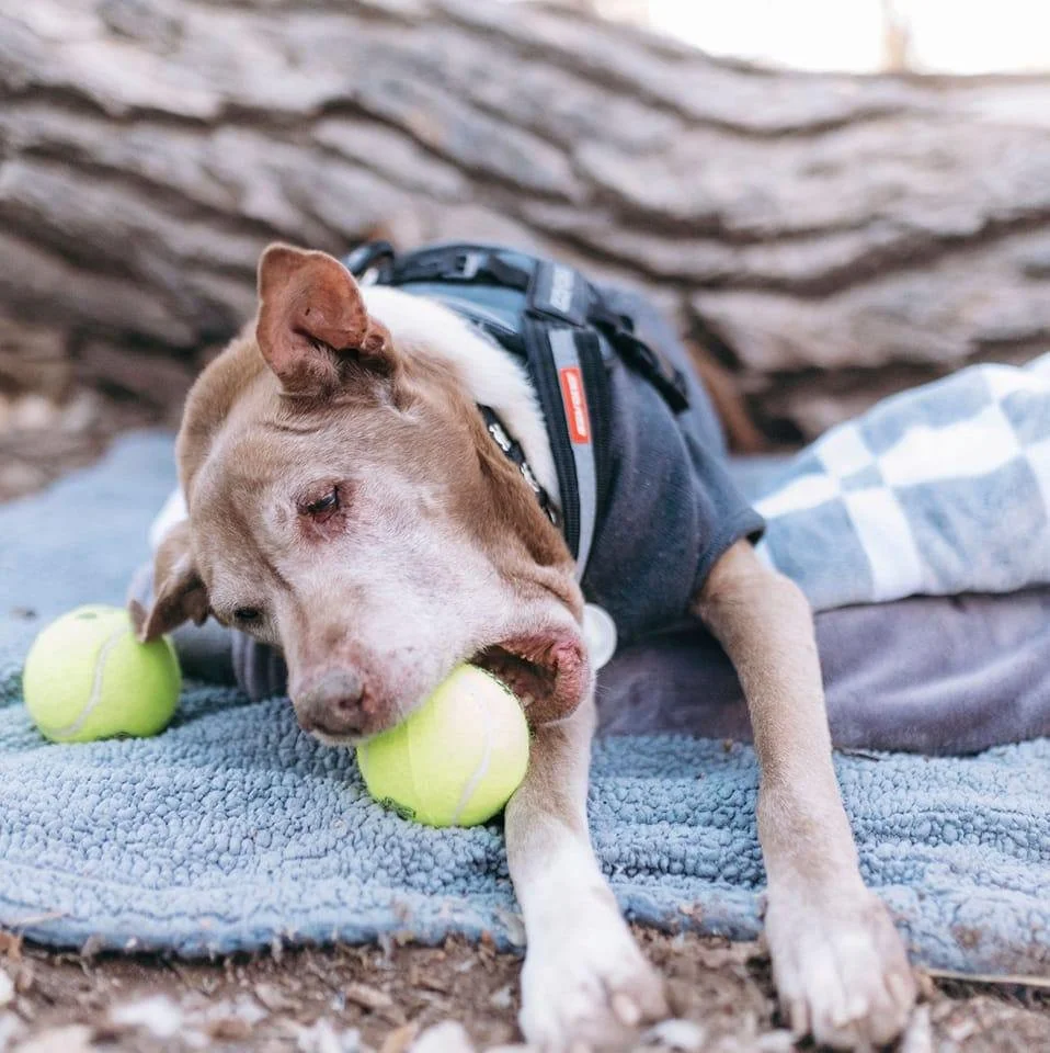 Every boy needs his most favorite ball