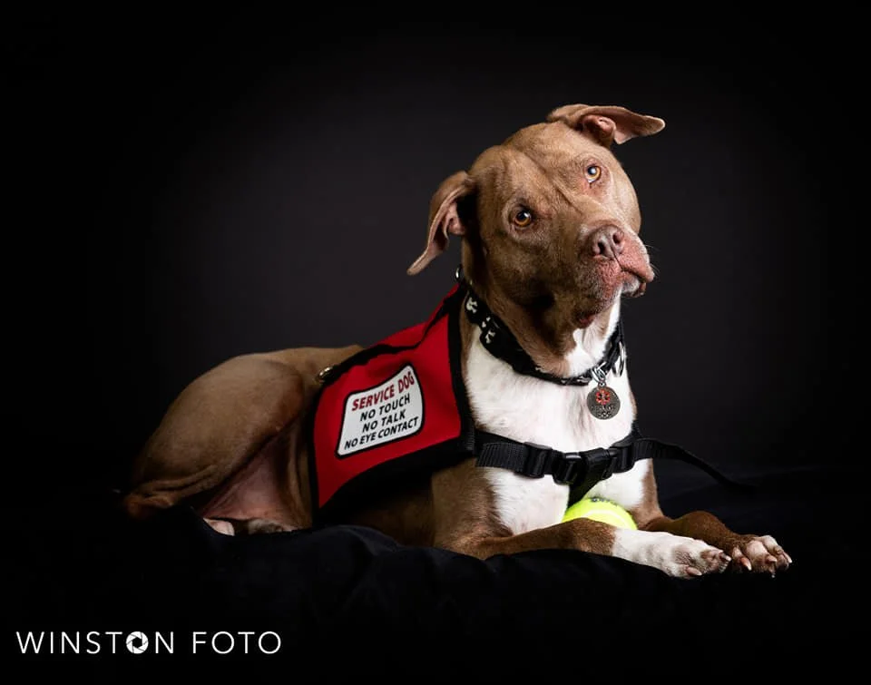Professional Service Dog Training