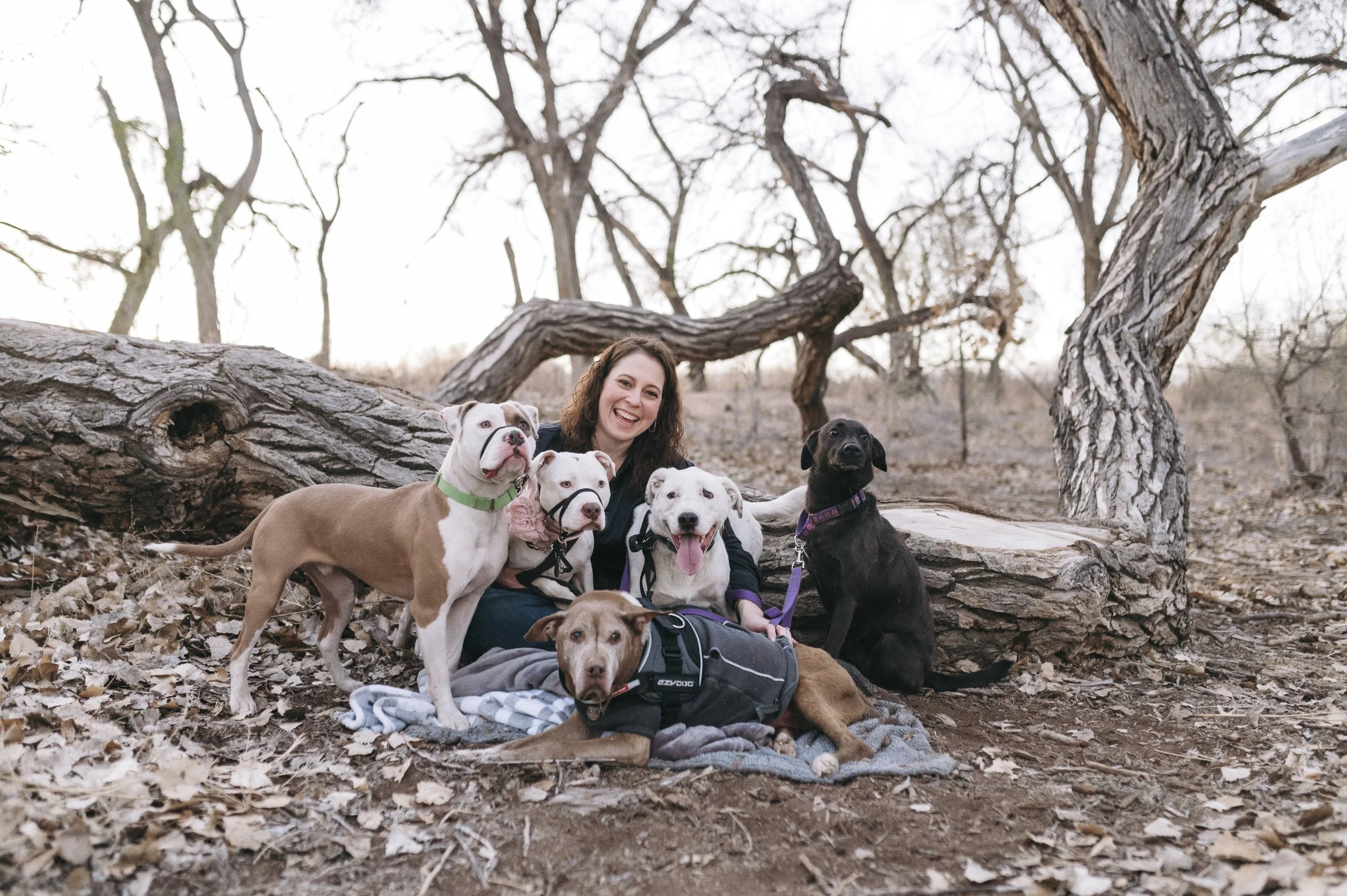 Bully breeds and large packs, dogs are the center of my world every day!