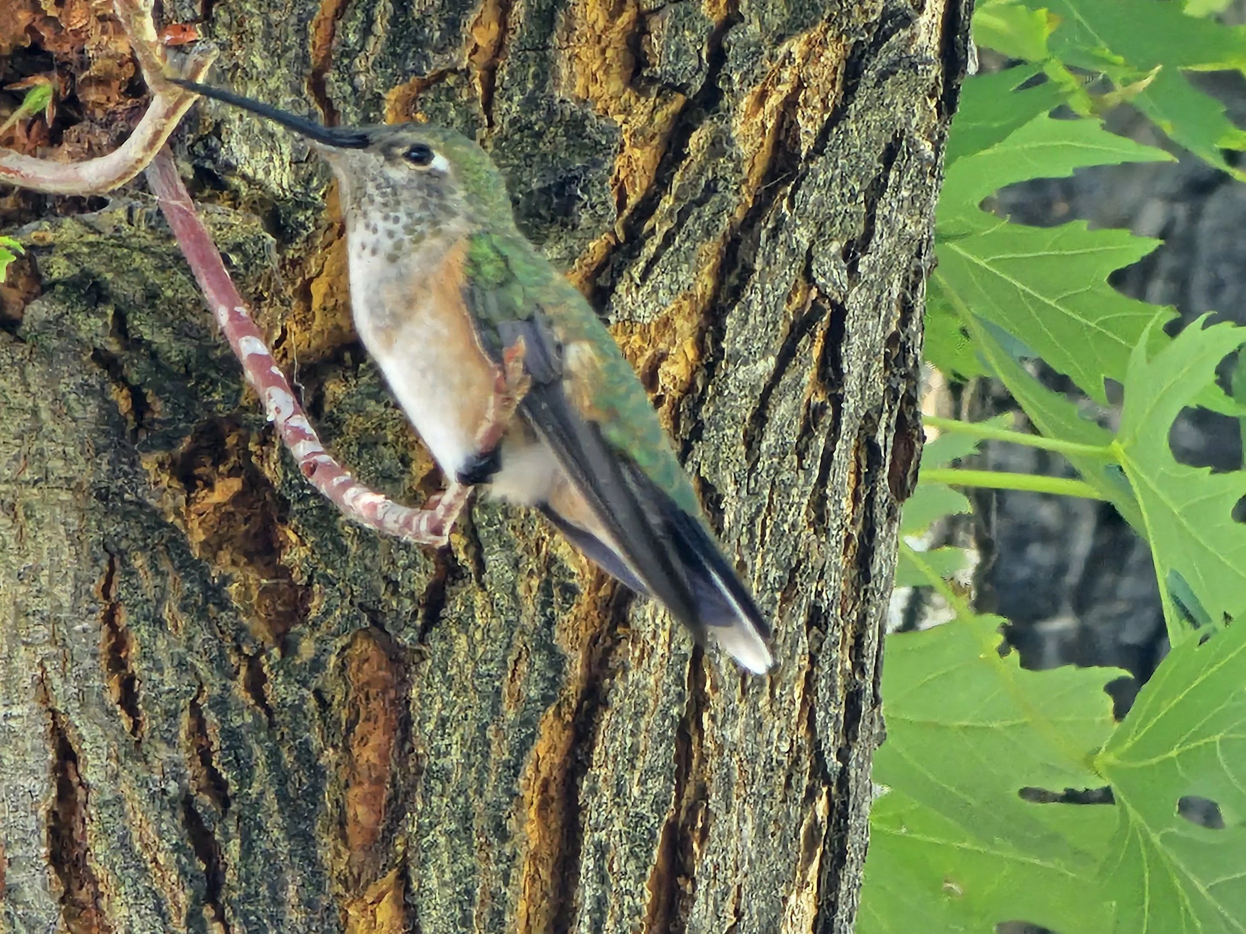 Female Rufous Hummingbird
