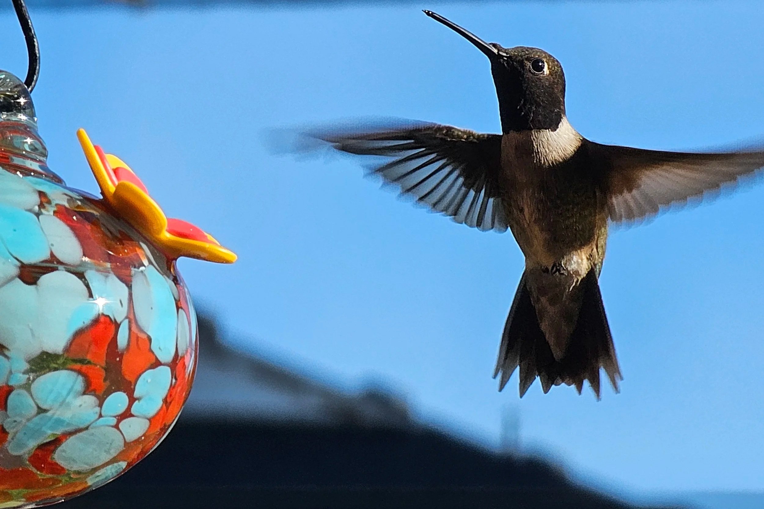 A black chinned hummingbird with iridescent black and white feathers hovering near a colorful feeder against a blue sky background.