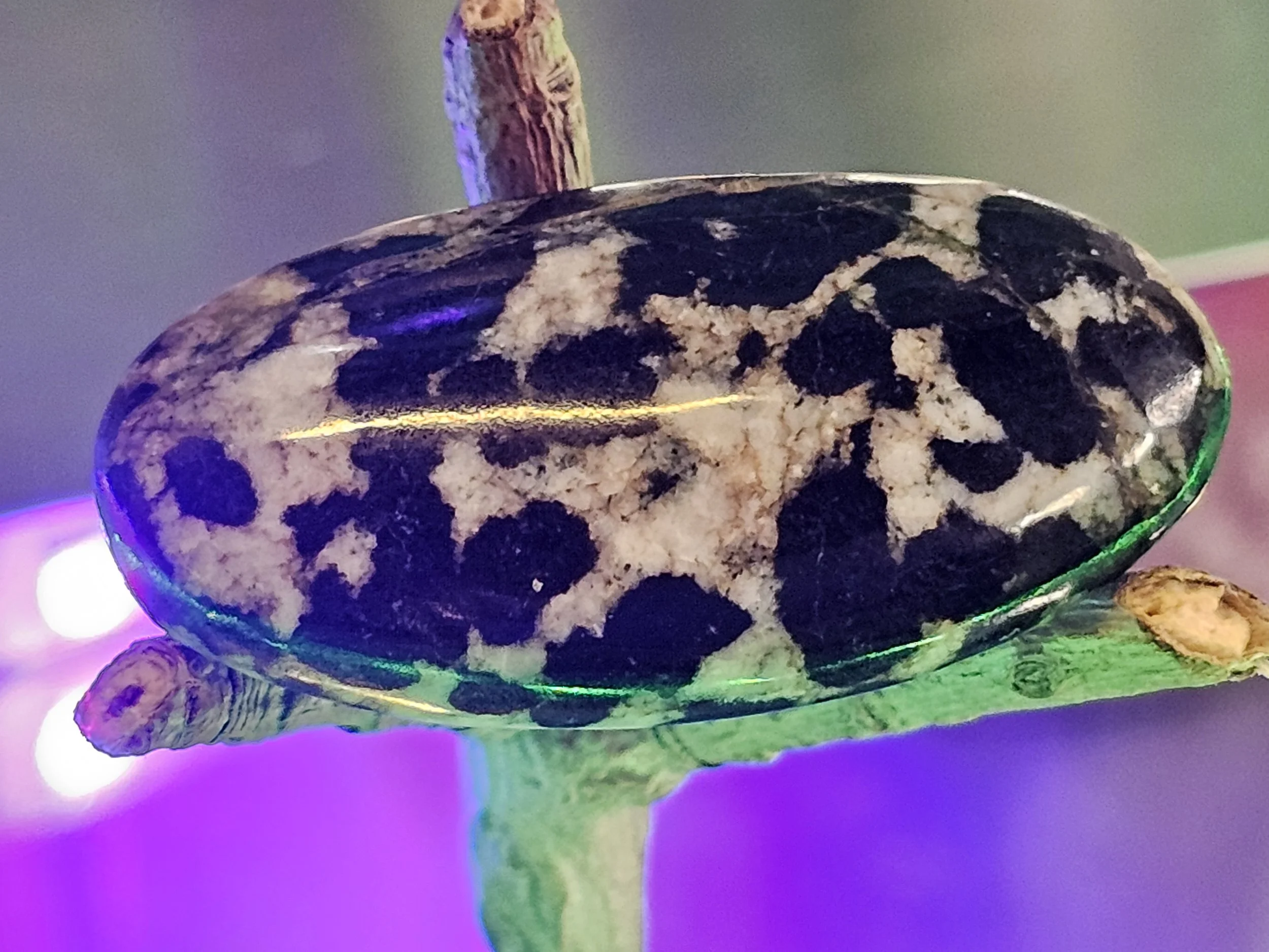 Gabbro Zebra Marble Aura Quartz Oval Cabochon