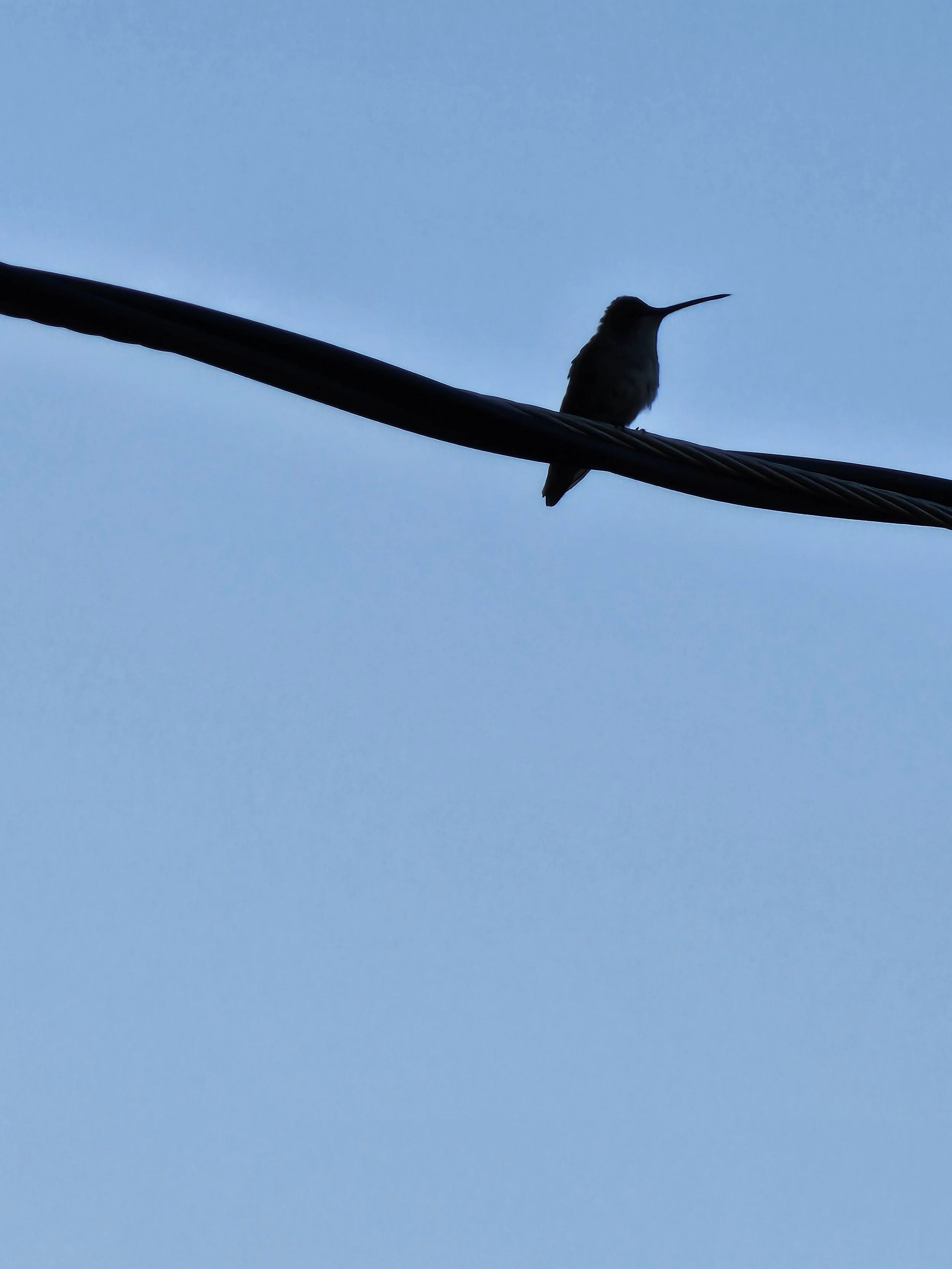 Silhouette of a hummingbird perched on a wire against a blue sky.