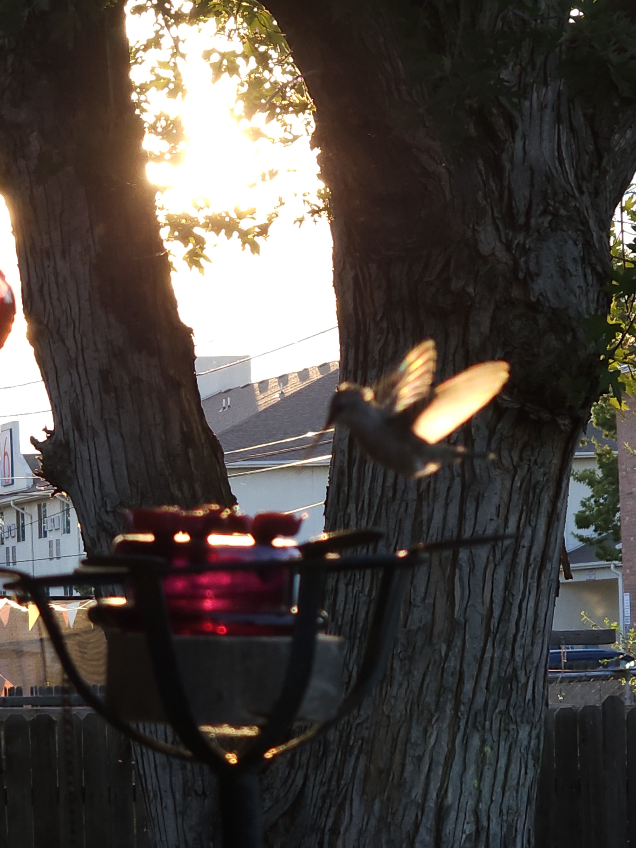 A hummingbird in flight near a bird feeder hanging on a tree trunk, with sunlight filtering through the branches and leaves.