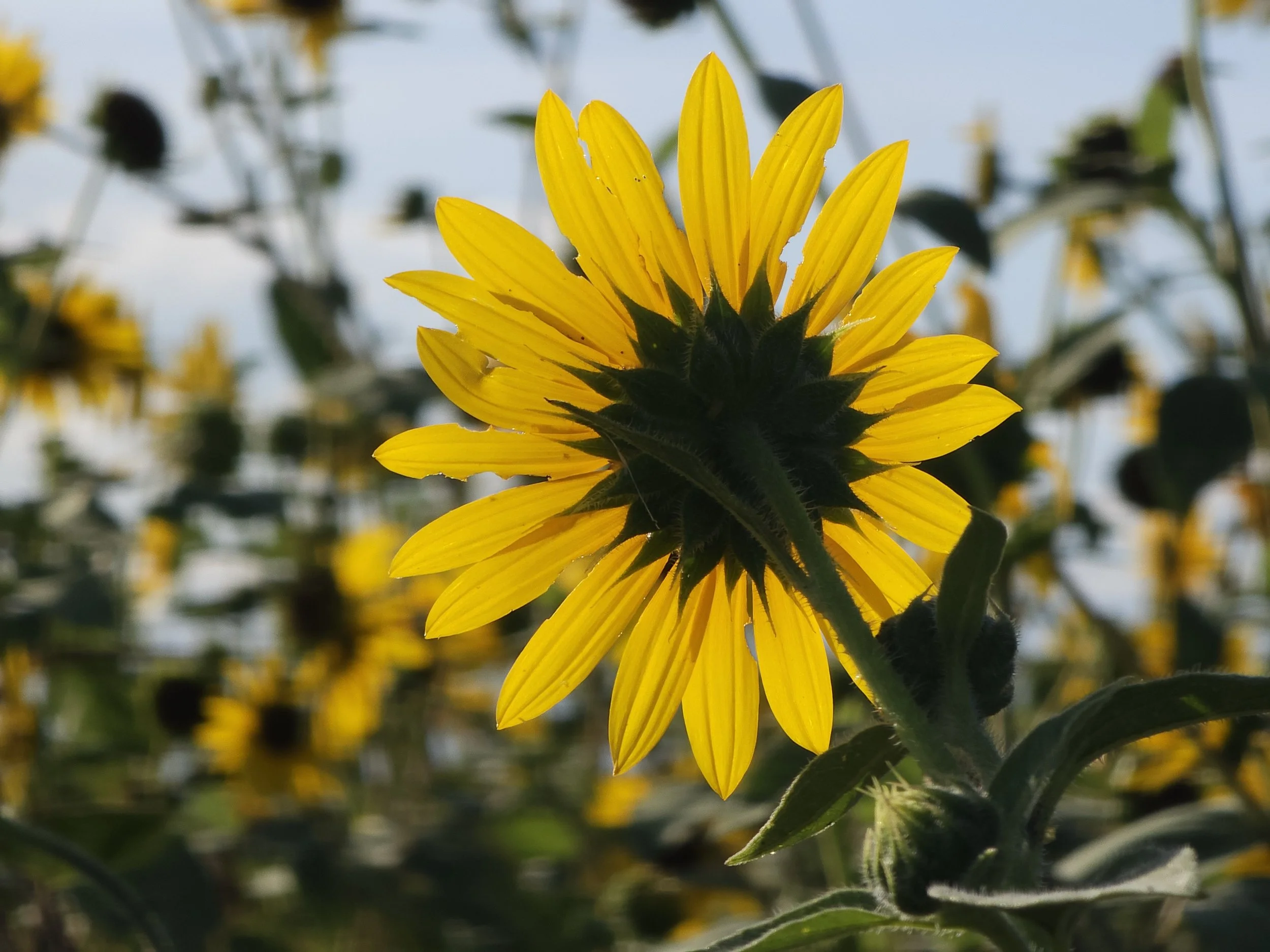 A close-up of a sunflower showing yellow petals from behind, with green leaves and other sunflowers in the blurred background.