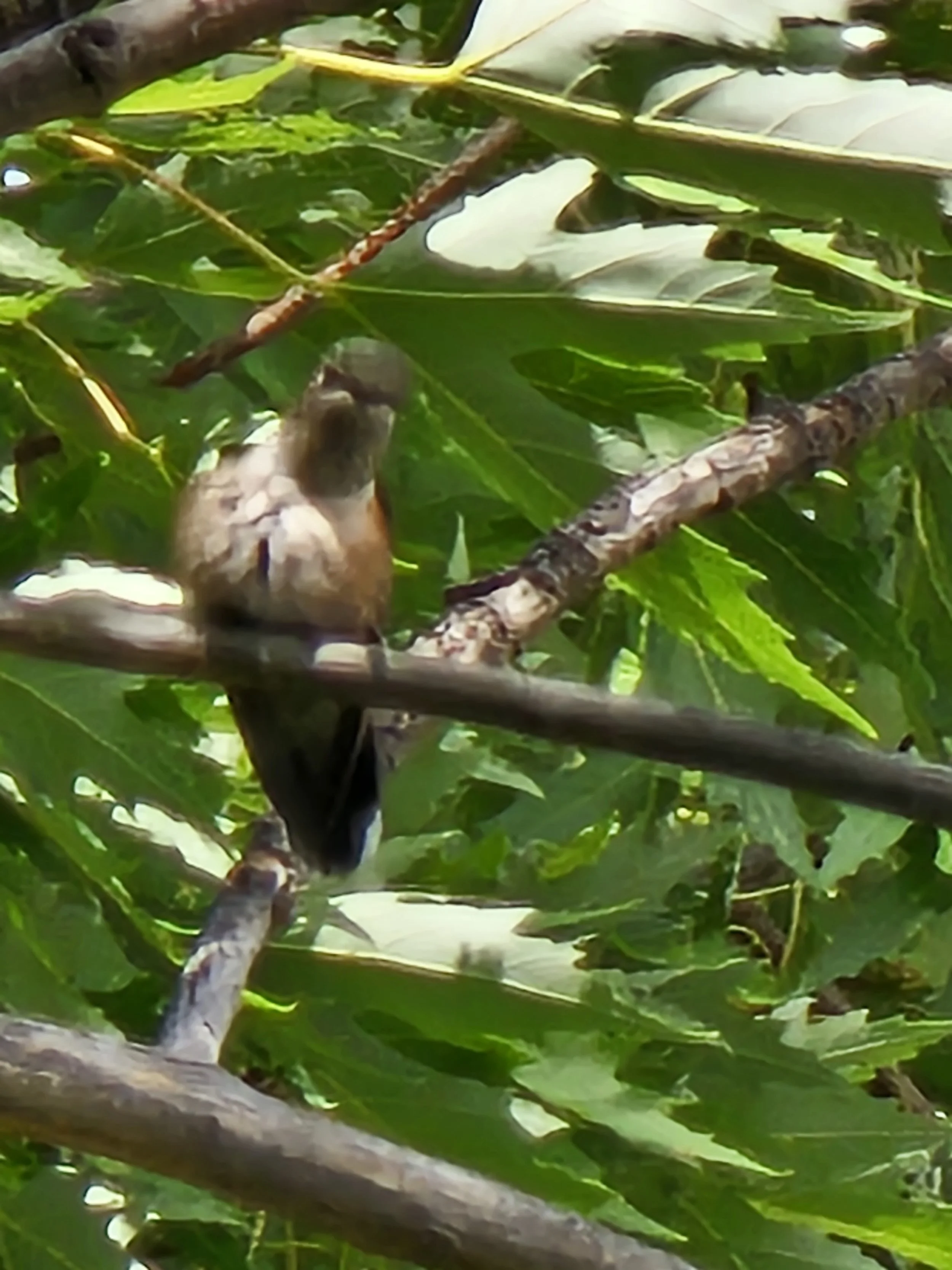 Female Rufous Hummingbird