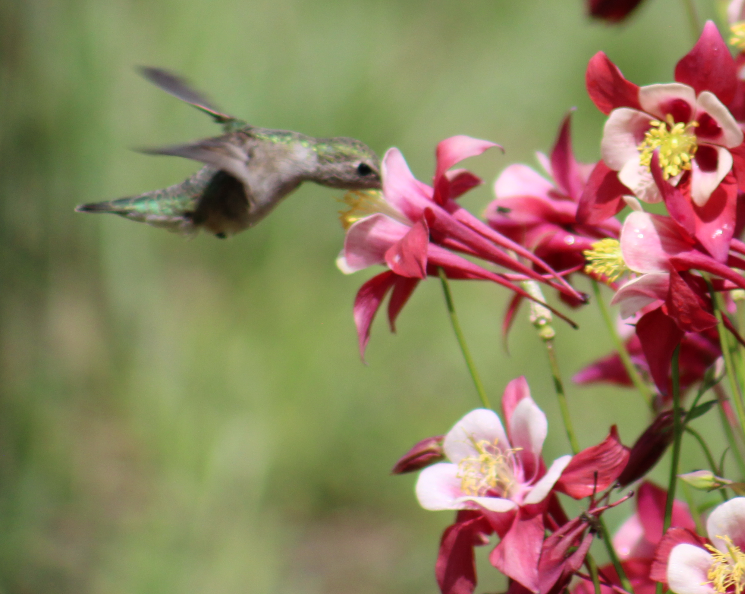 Hummingbird feeding on pink and red columbine flowers with yellow stamens in a green background.