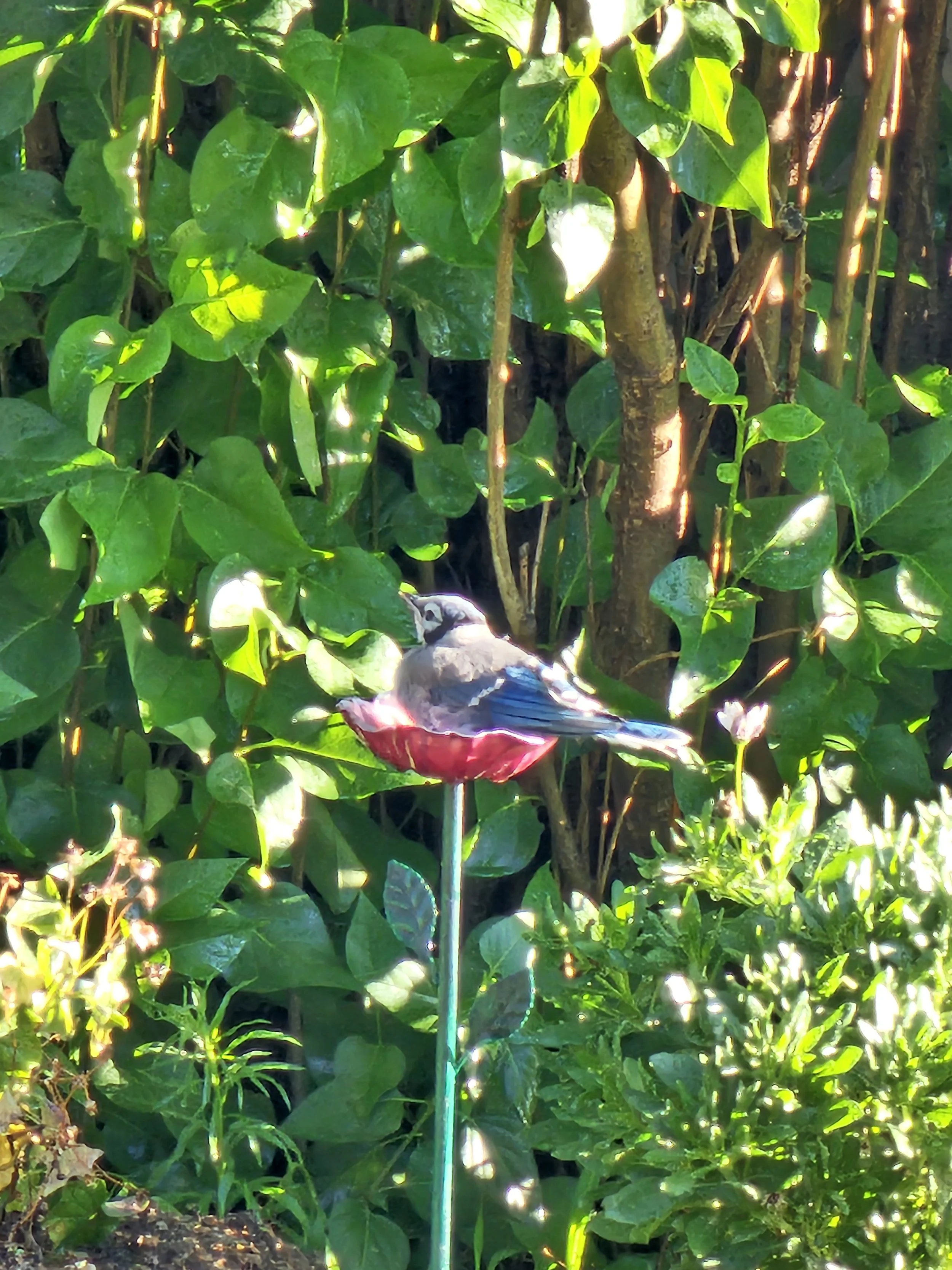 Blue Jay in Pink Flower Cup