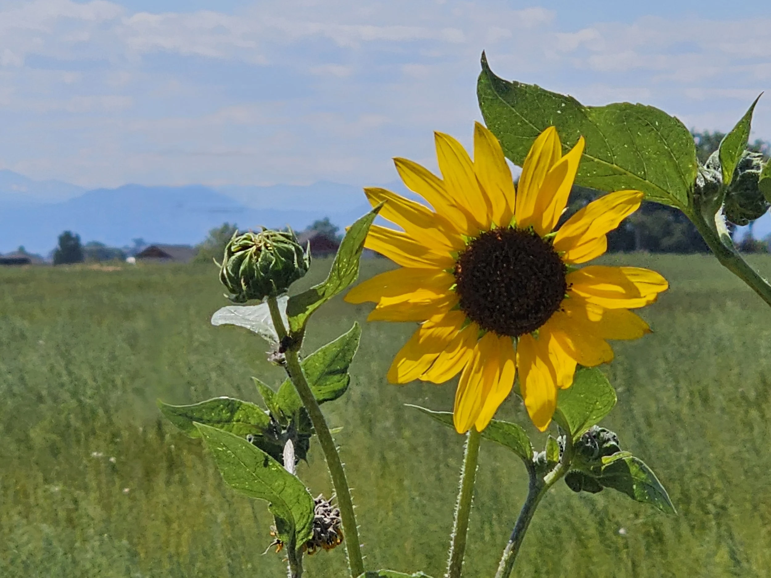 Close-up of a sunflower in bloom with bright yellow petals and a dark center, alongside unopened flower buds, set against a background of green fields with a mountain backdrop and a blue sky.