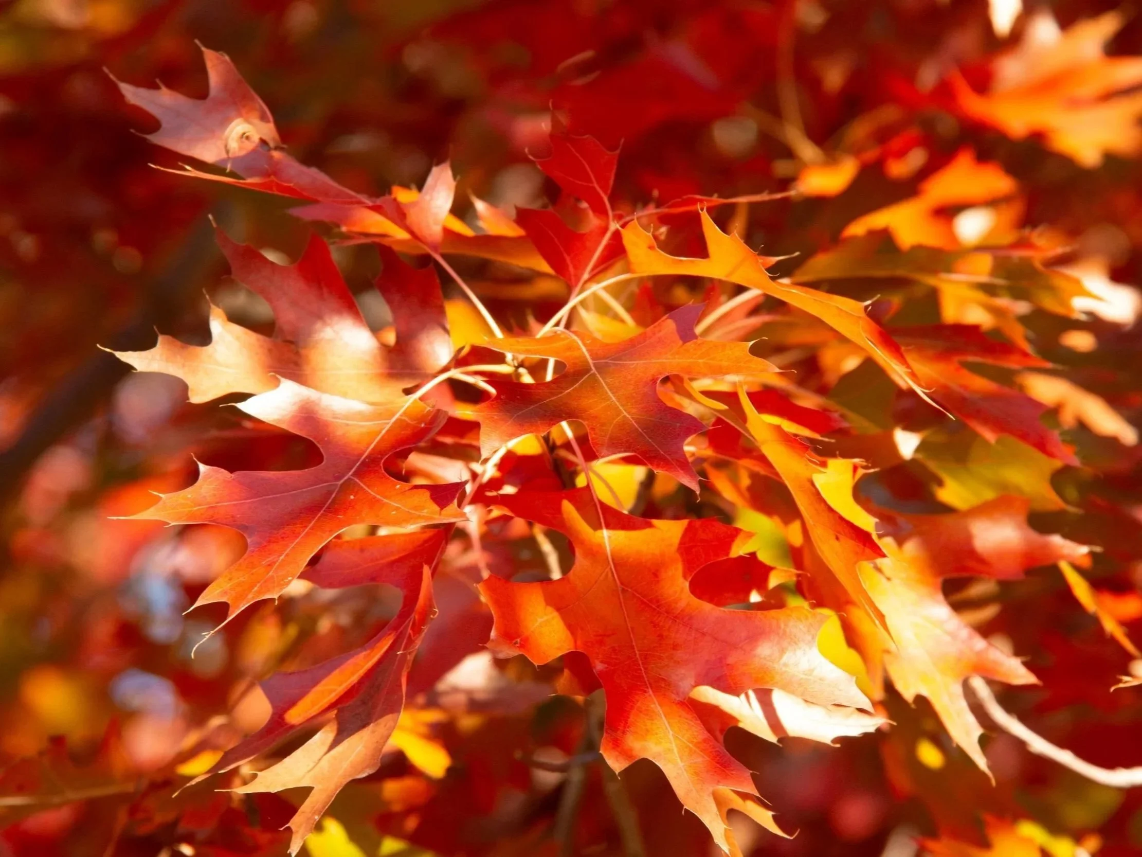 Close-up of colorful autumn leaves in shades of red, orange, and yellow.