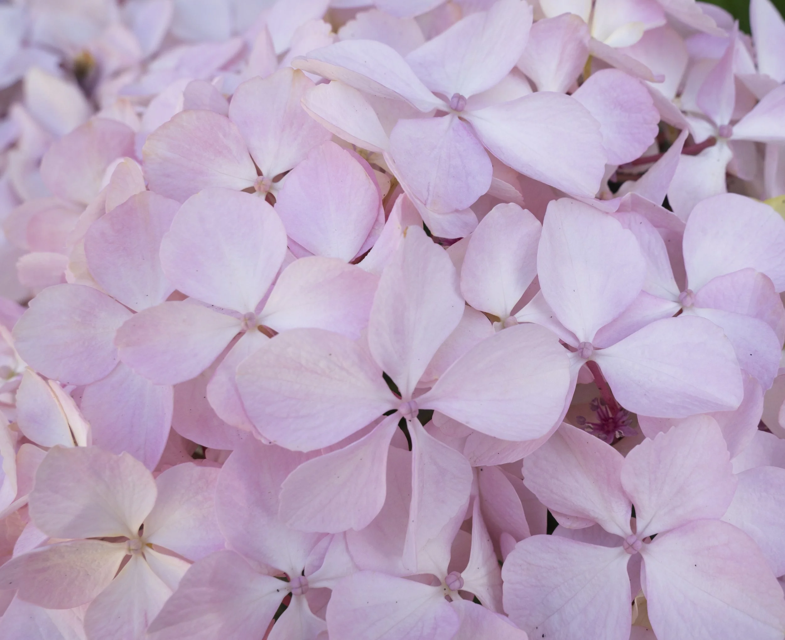 'Hydrangea'