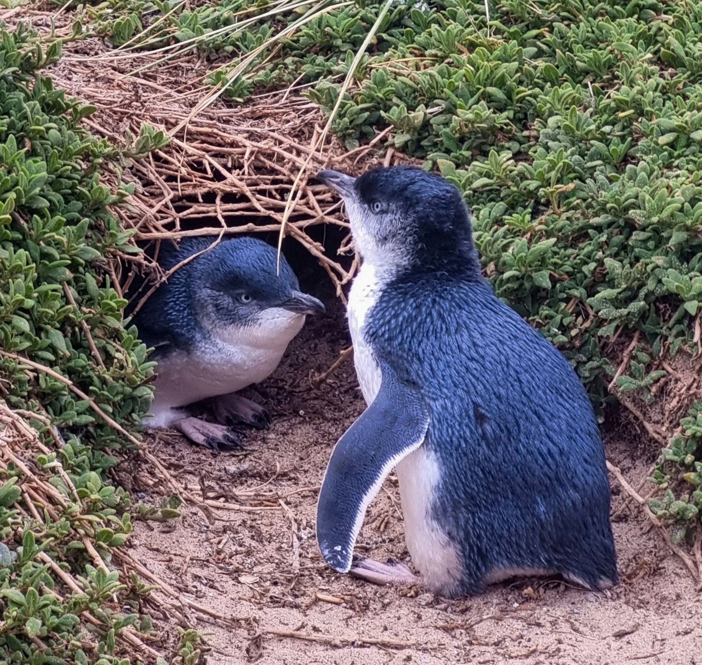 'Two Little Penguins' at home in their burrow after a day of diving for food in the ocean at Phillip Island, Victoria, Australia