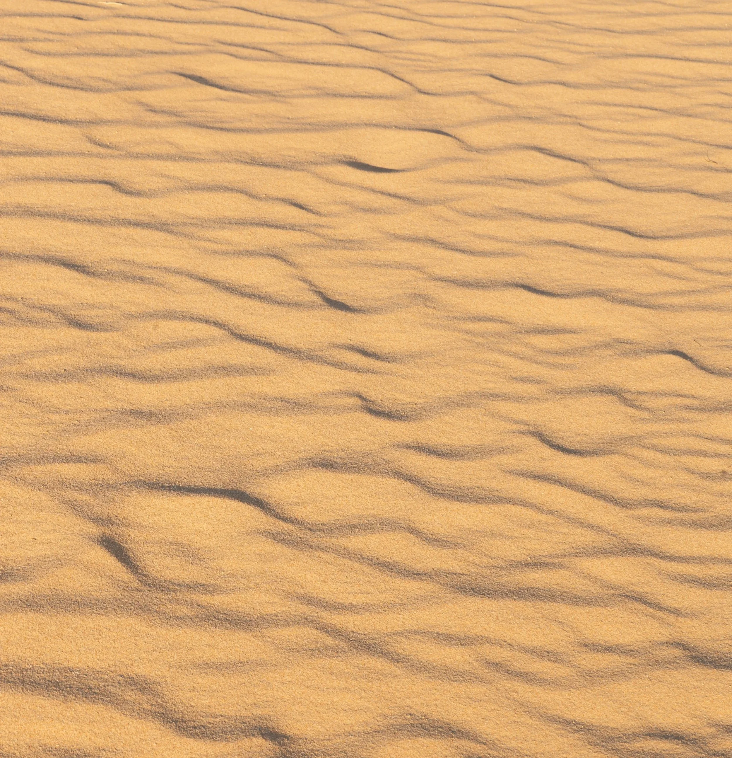 'Fiery Grains of Gold' A striking example of nature’s artistry - wind-sculpted sand formations that resemble flames.