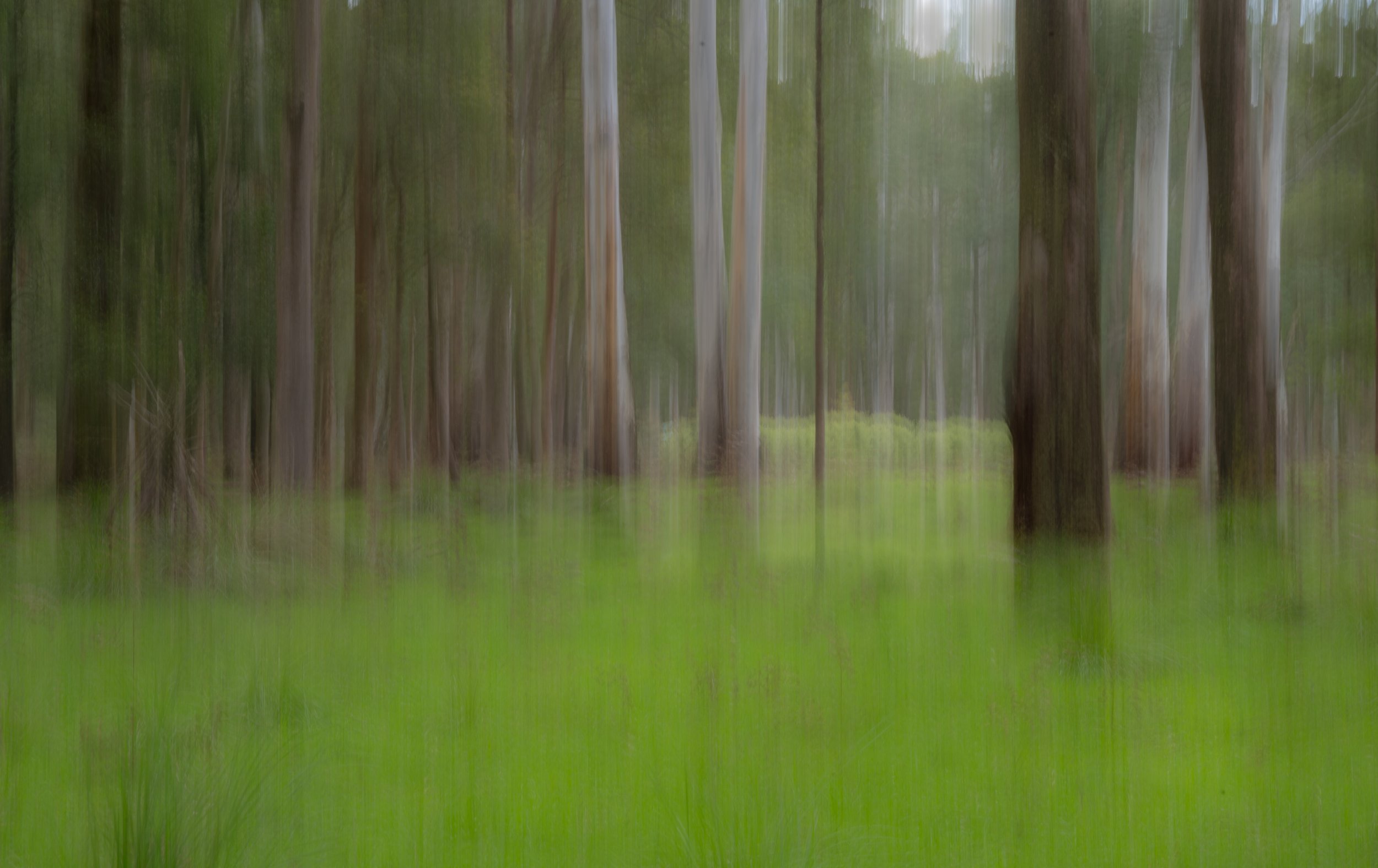 'The Aussie Bush-Abstract'