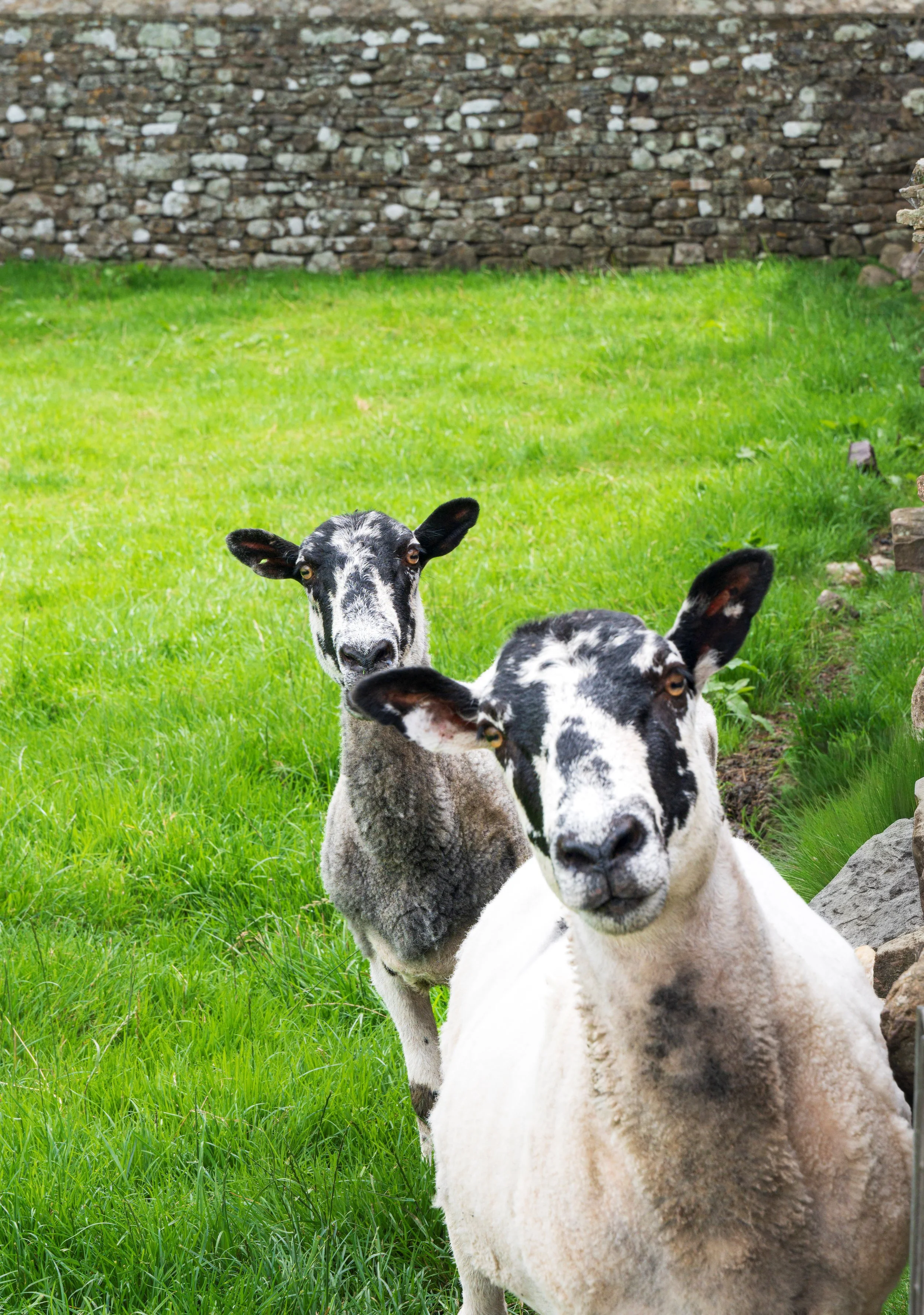 'Two Sheep with Quizzical Expression'