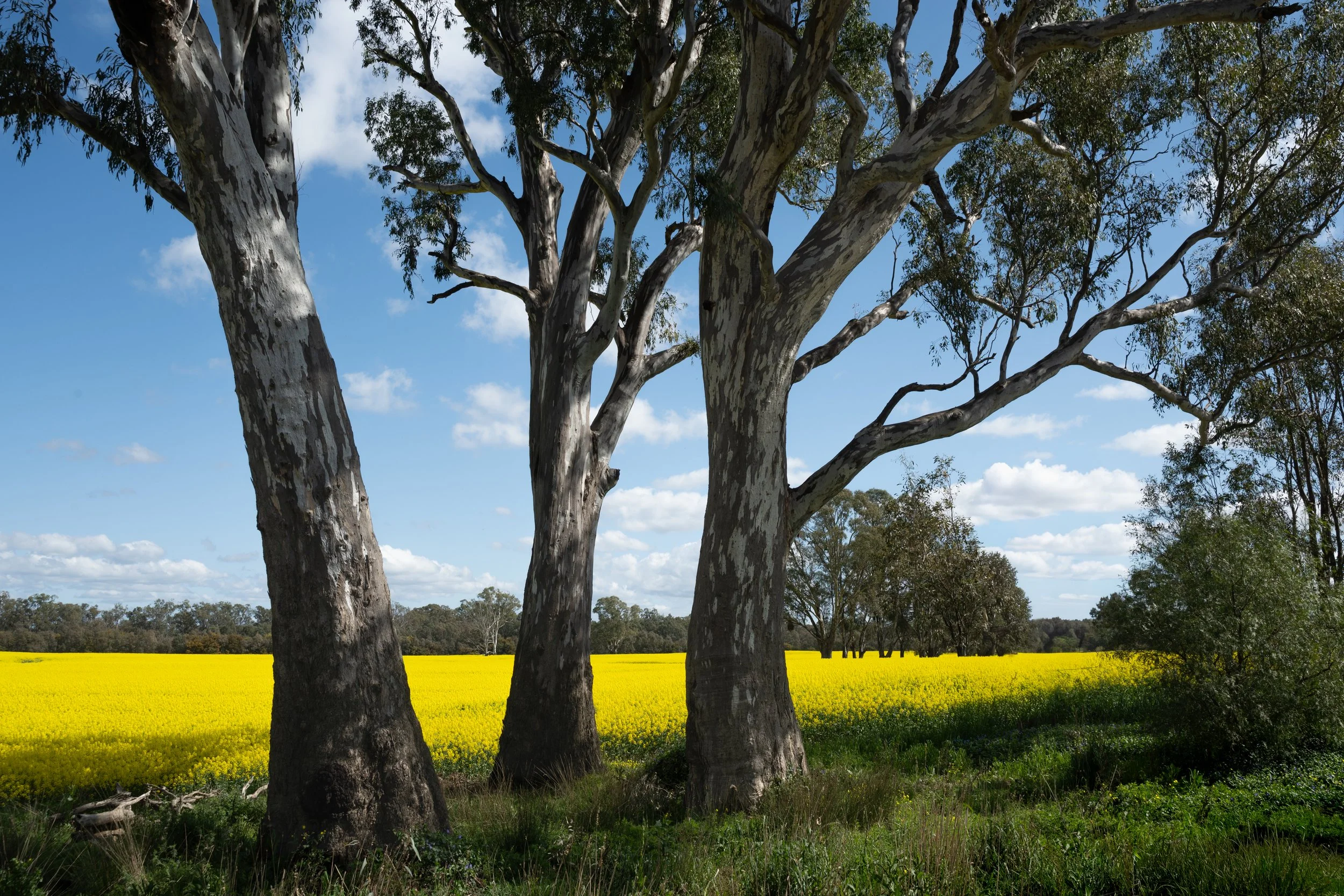 'Springtime Canola and Gum Trees' 
Blue sky, a crop of golden canola and stately eucalyptus trees