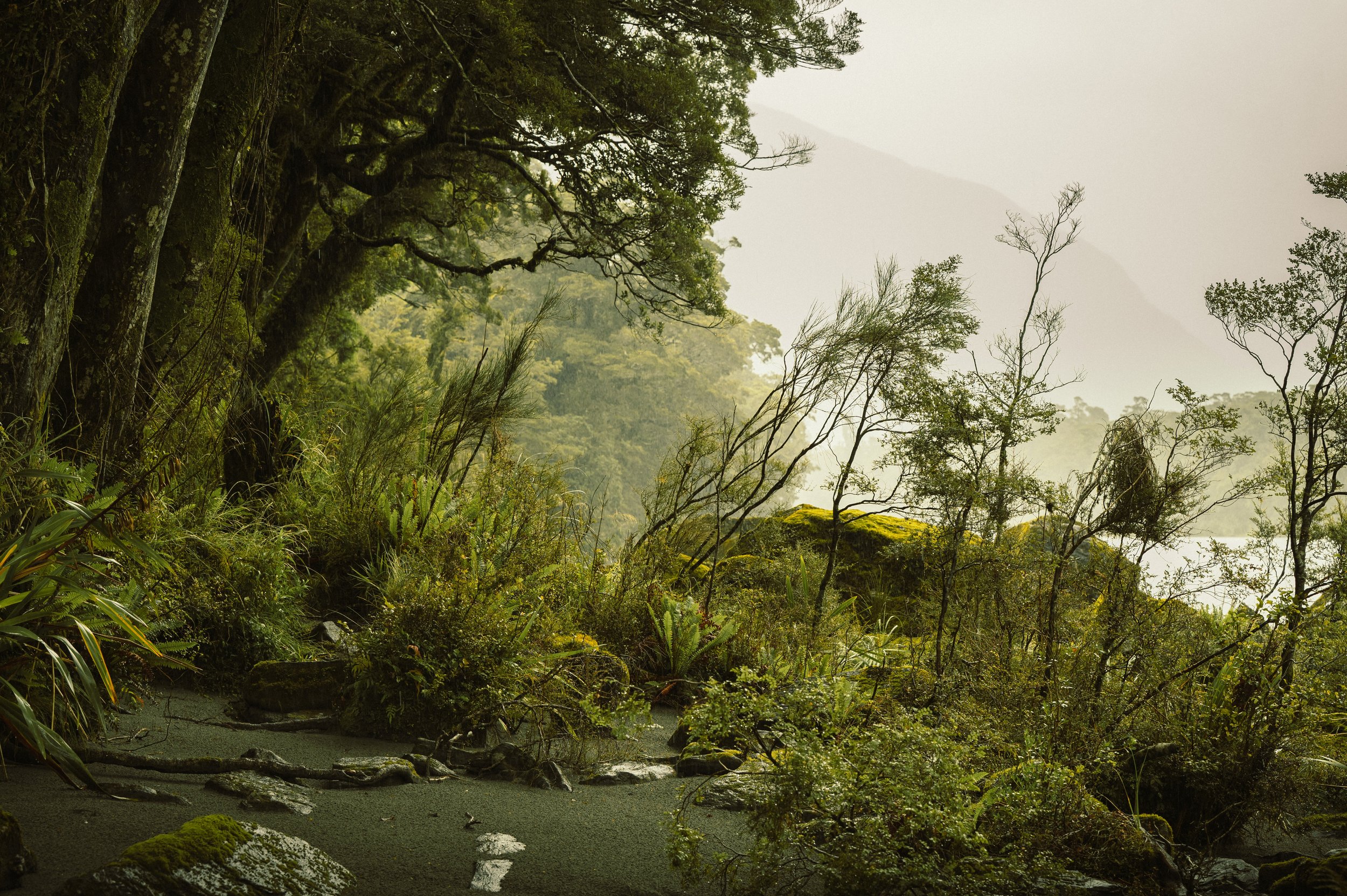 'Majestic Tranquility' The rich verdant landscape of the native rainforest, Te Wahipounamu World Heritage Area, South Island, New Zealand.