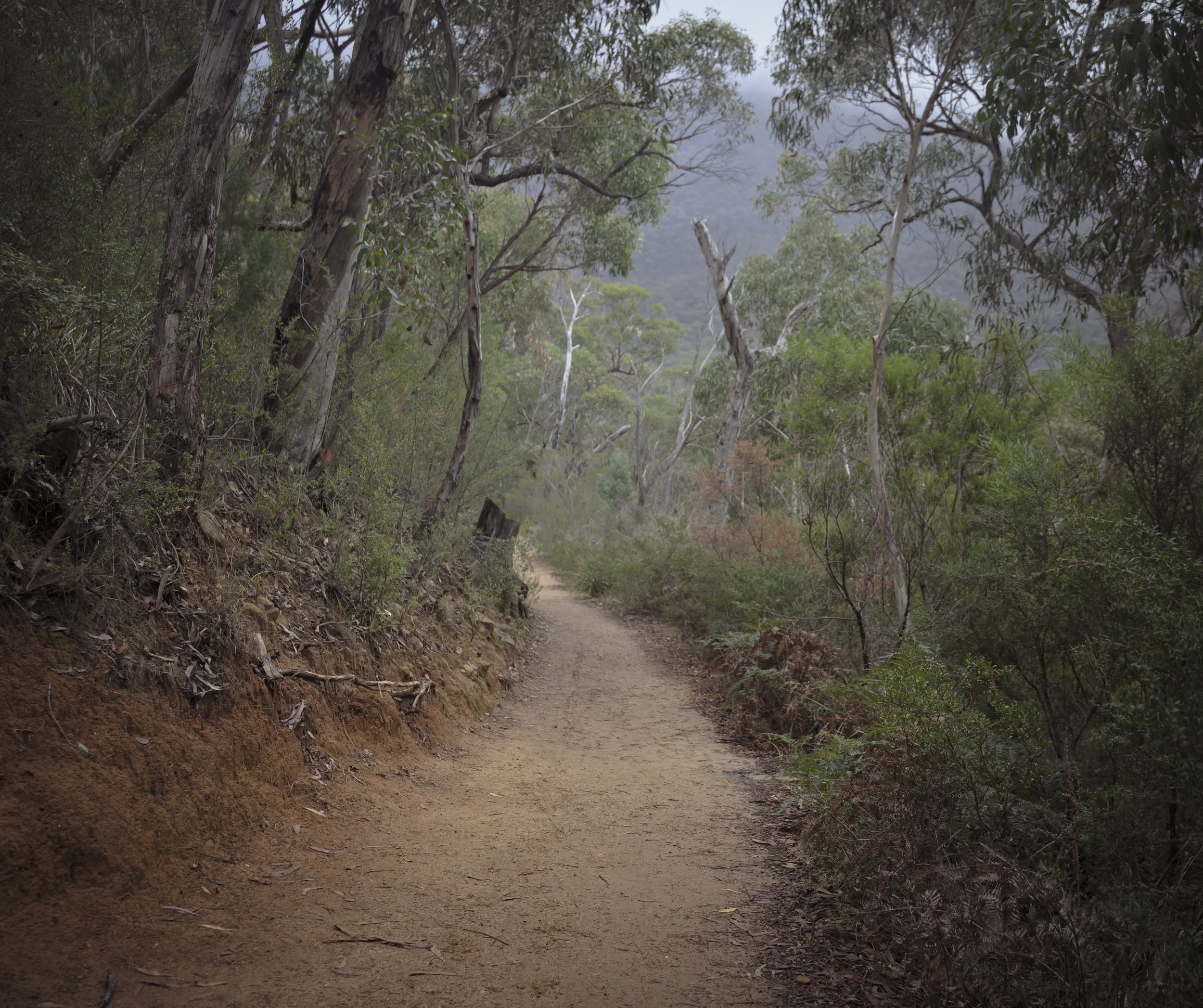 'Bush Track - Lost in the Right Direction' The Grampians, Victoria, Australia