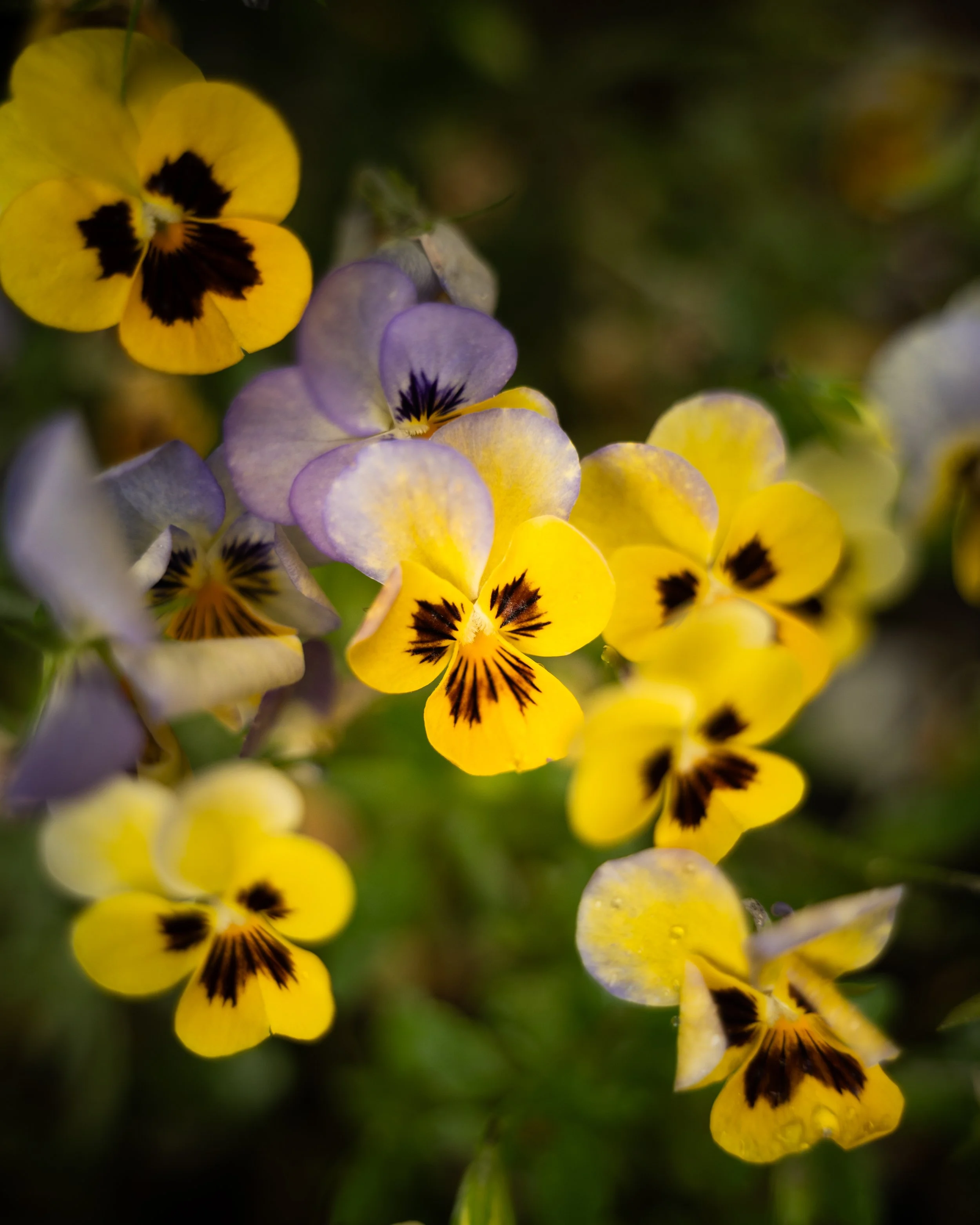 'Pansy Faces'