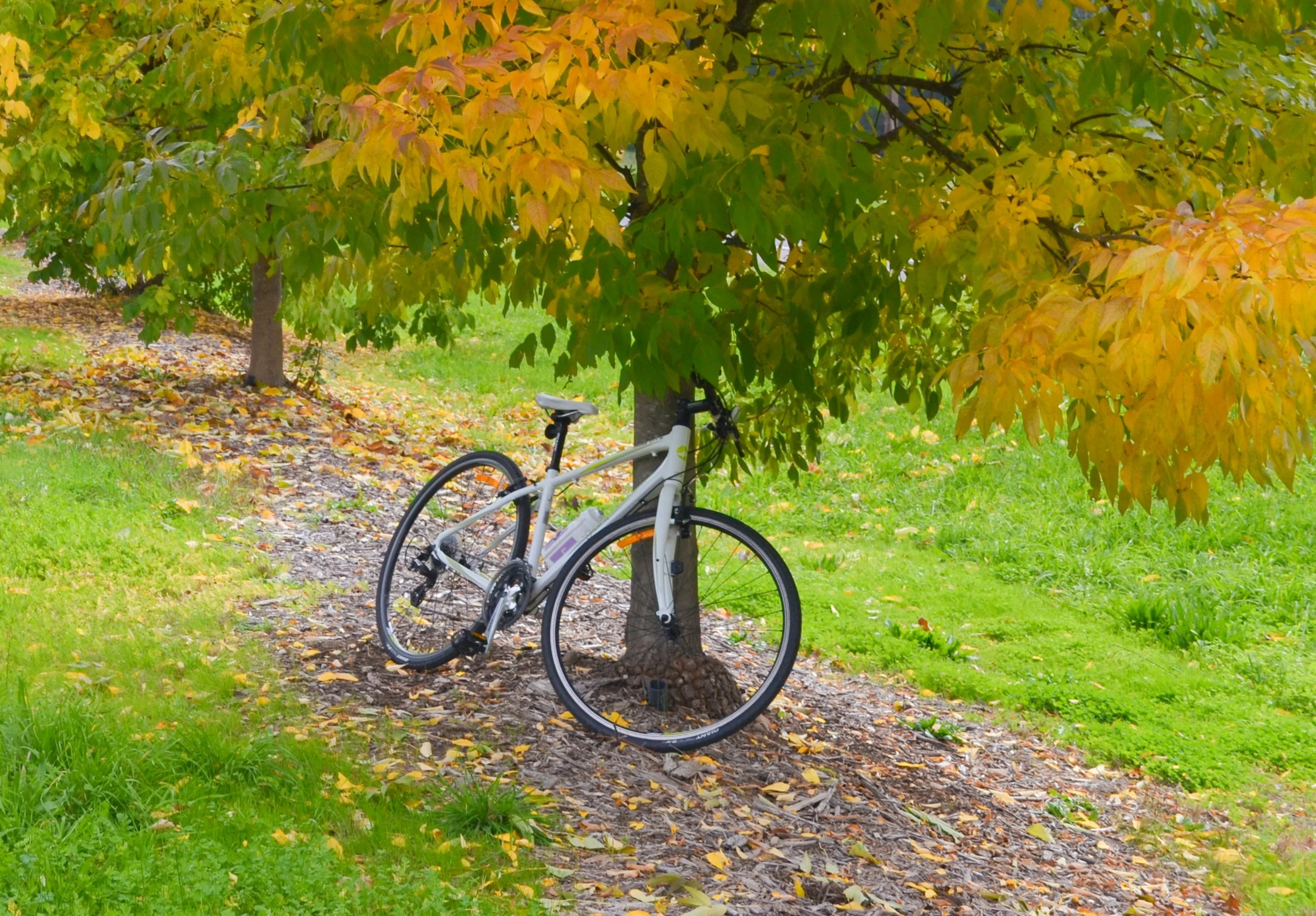 A bicycle leaning against a tree on a leaf-covered path in a park with autumn-colored trees.