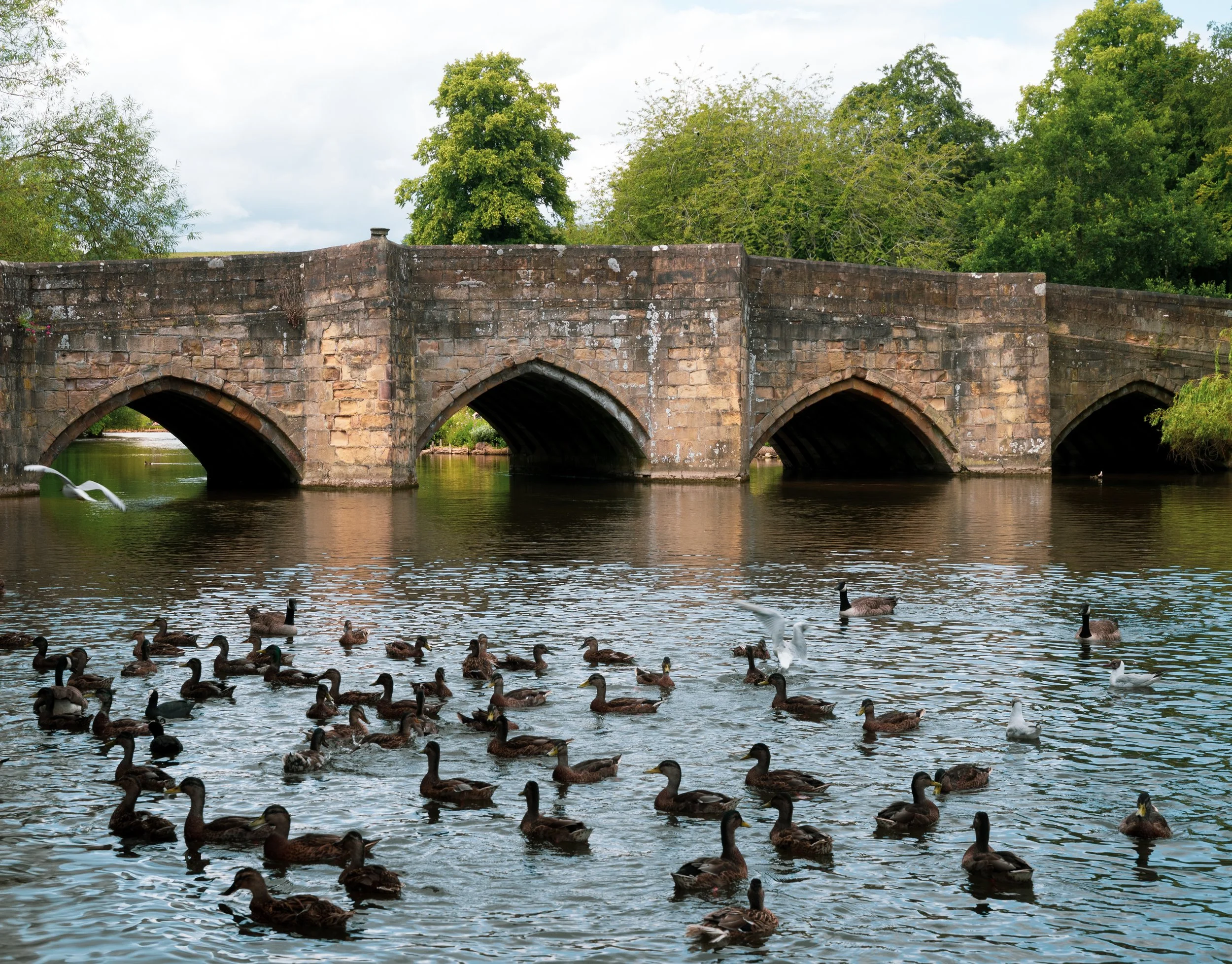'Ducks on the River Wye' Bakewell, Derbyshire, England