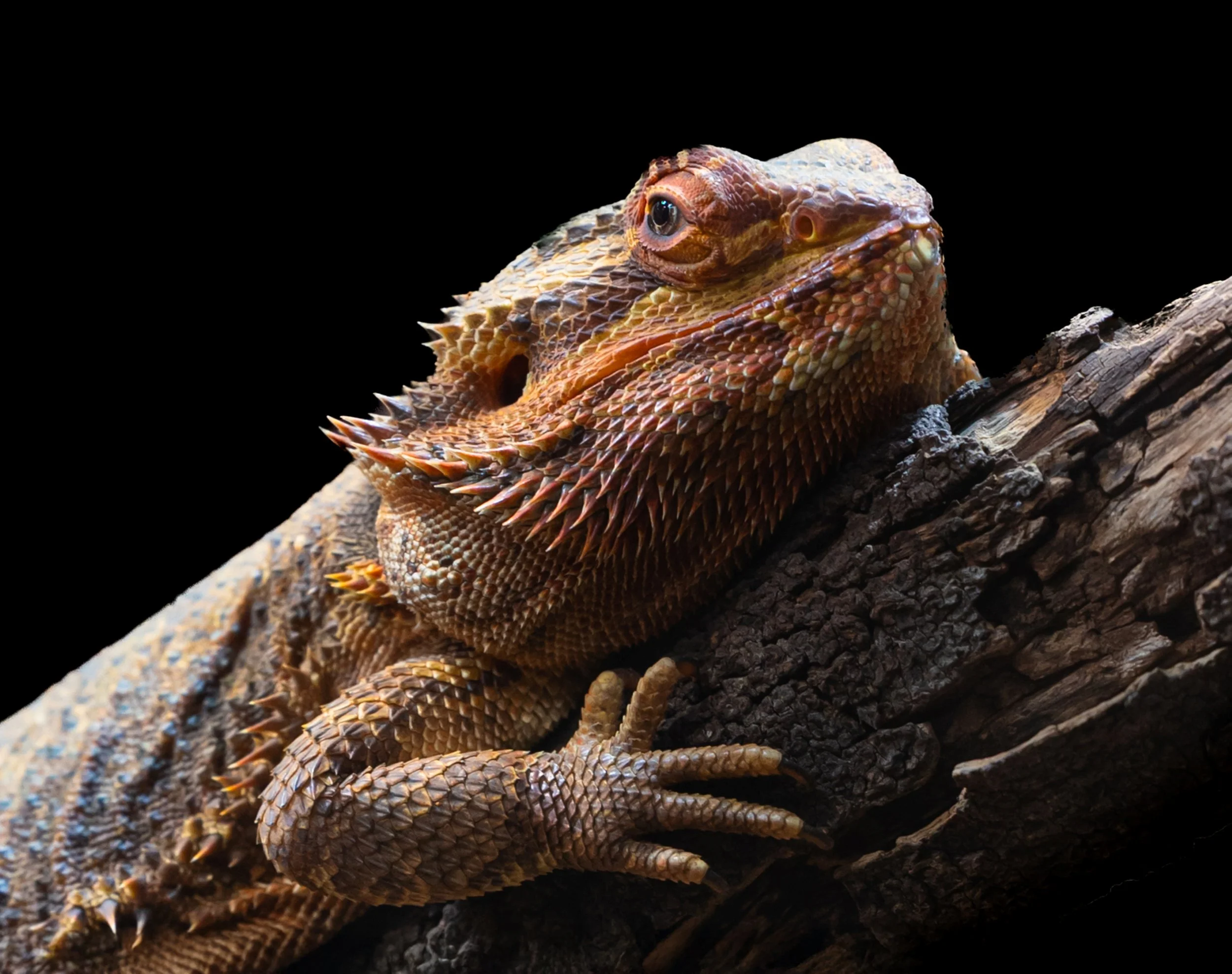 'Spikes and Scales' The Bearded Dragon is a reptile native to Australia, living in dry arid regions