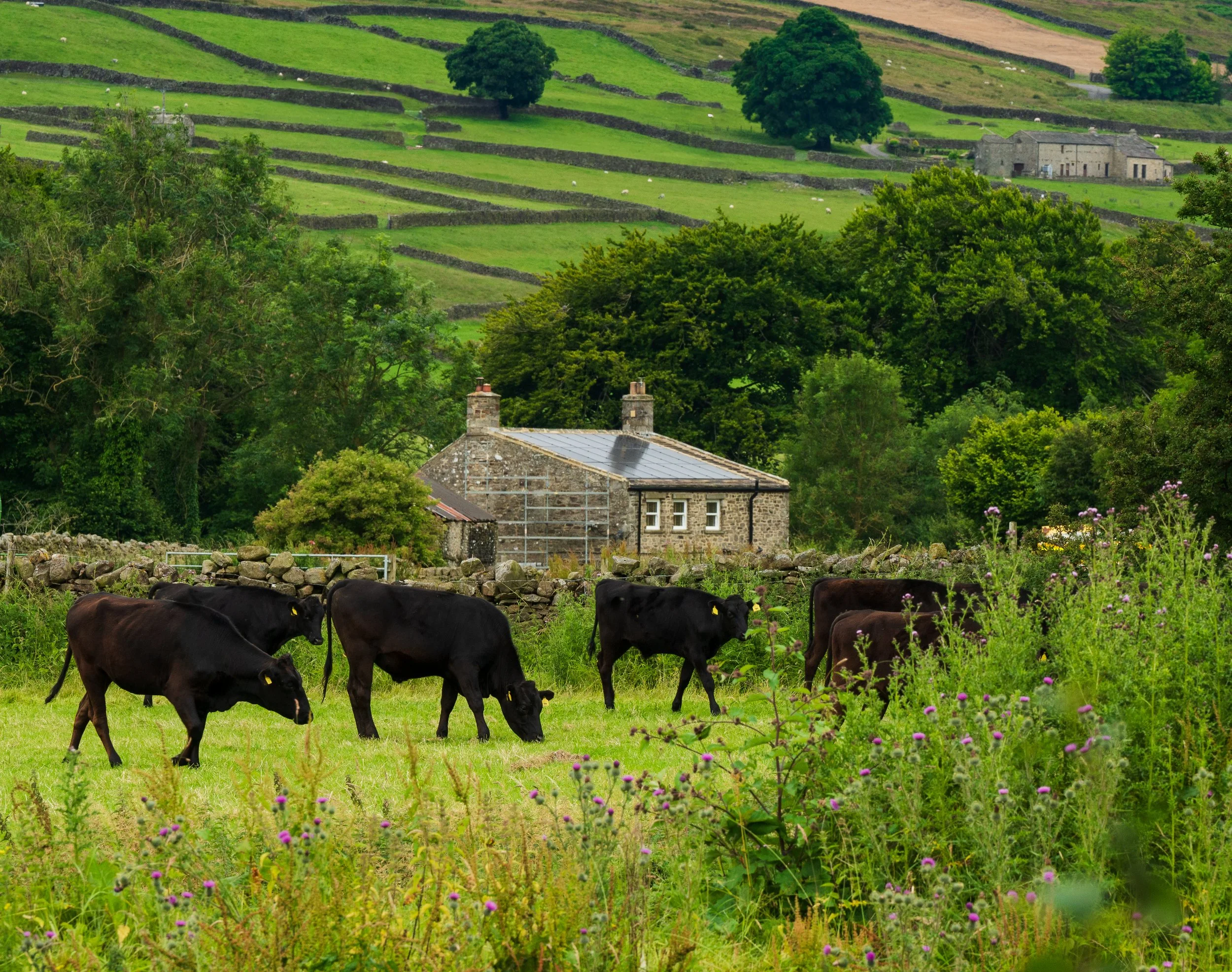 'Cattle in Reeth' Yorkshire, England.