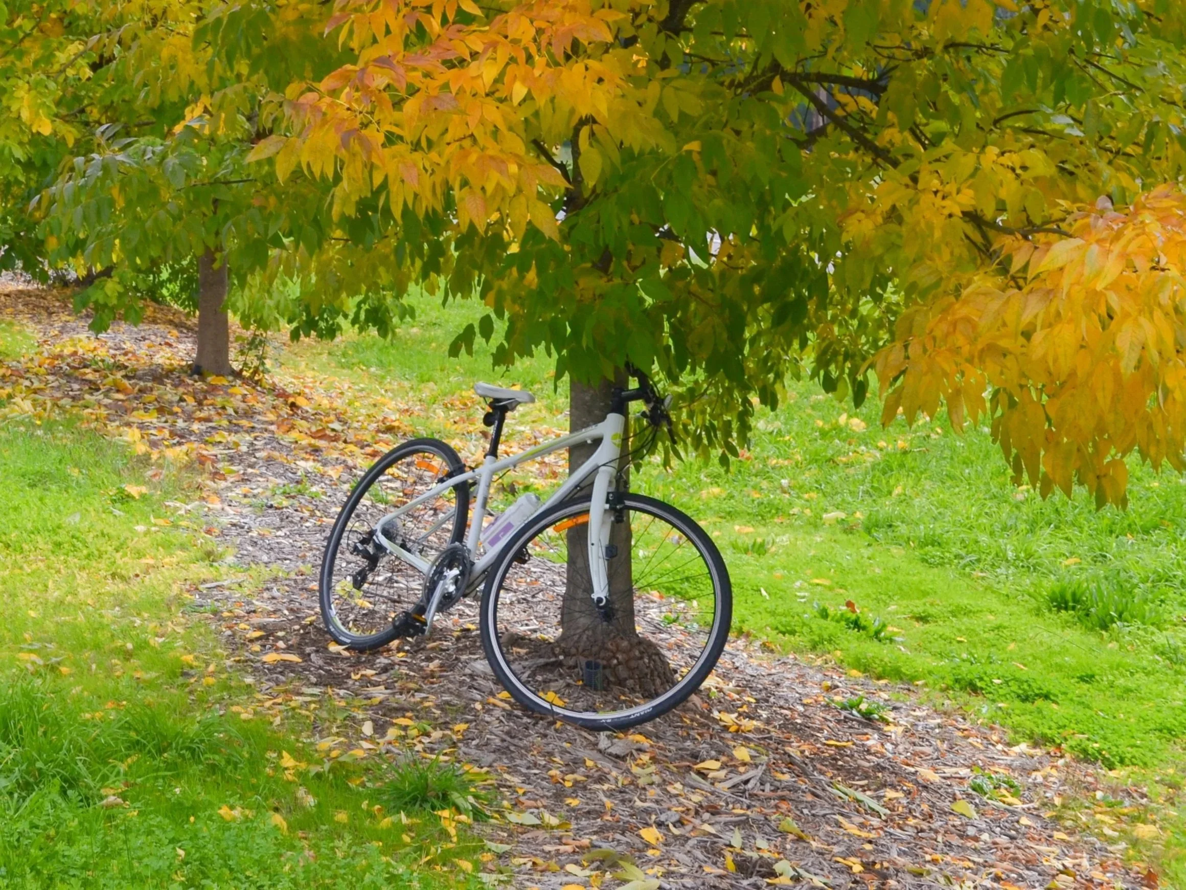 Autumn trees, a quiet country track, and my bike
