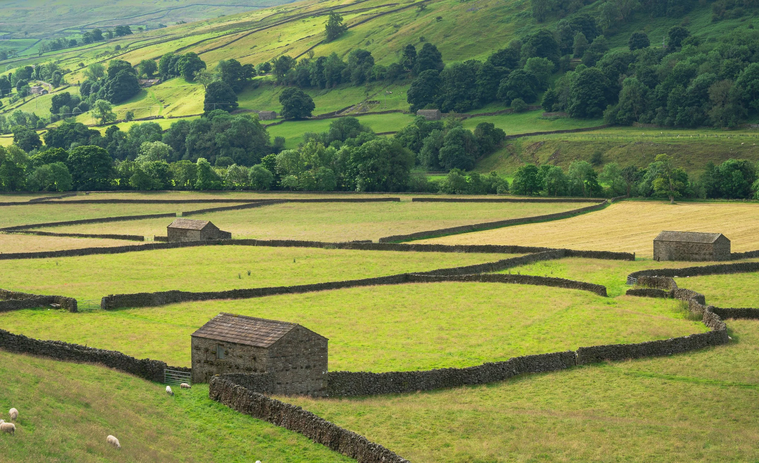 'Nature's Patchwork' The astounding natural beauty of drystone walls, stone barns and green fields, Yorkshire, England