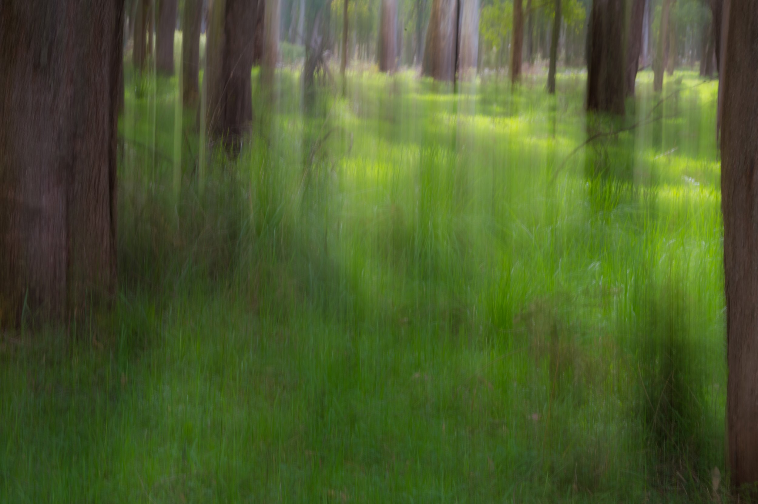 A blurred image of a forest with green grass and tall trees.