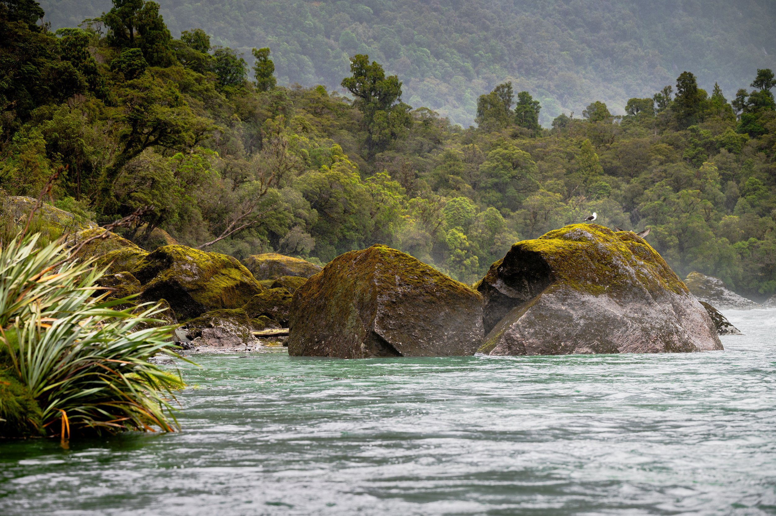 'Untouched Wilderness' stunning scenery and birdlife on the Waiatoto River, west coast, South Island, New Zealand.