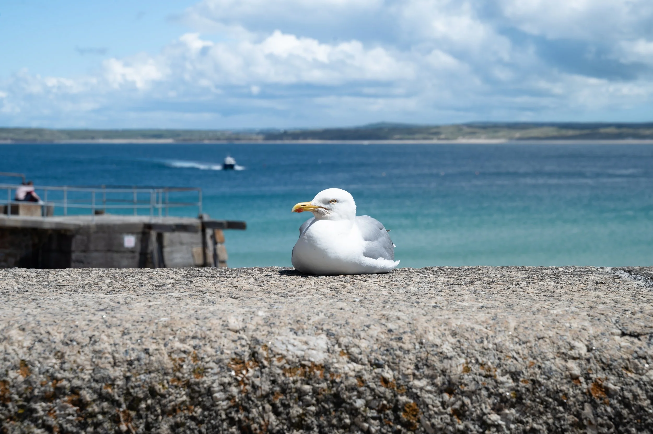 'Seagull at St Ives' Cornwall, England