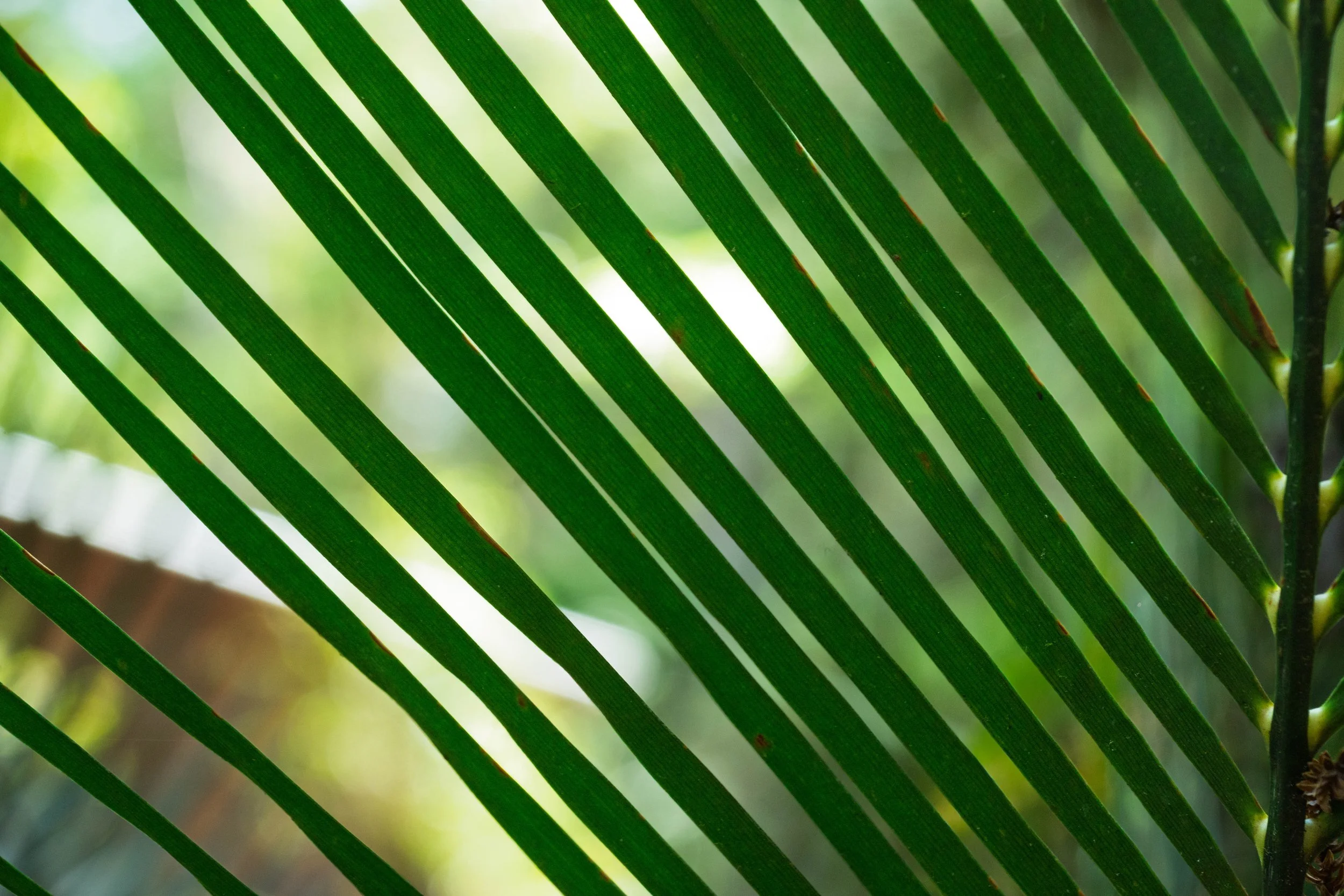 'A Dance of Sunlight and Palm Leaves'