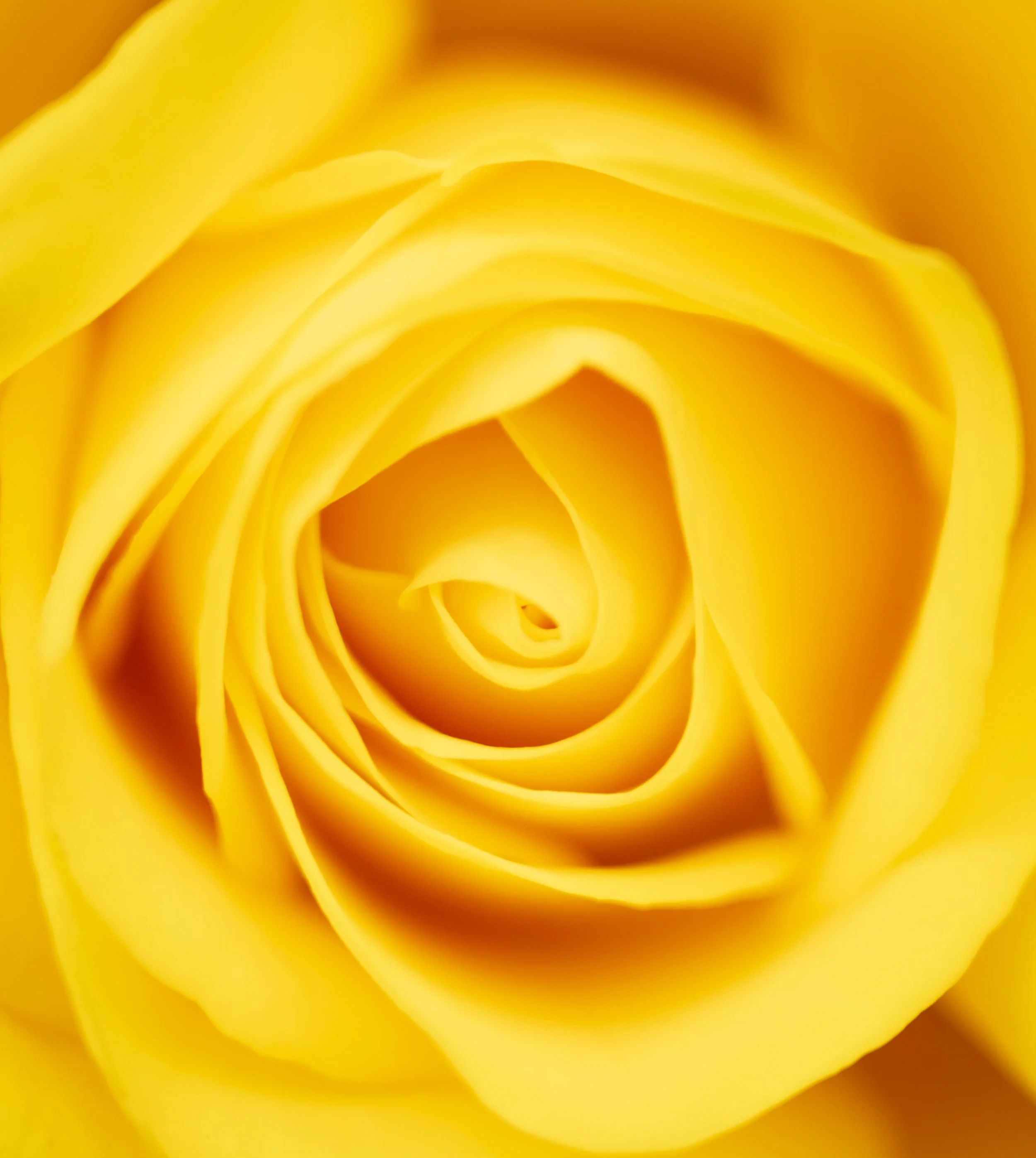 'Golden Heart' The velvety soft and luminous petals of a yellow rose