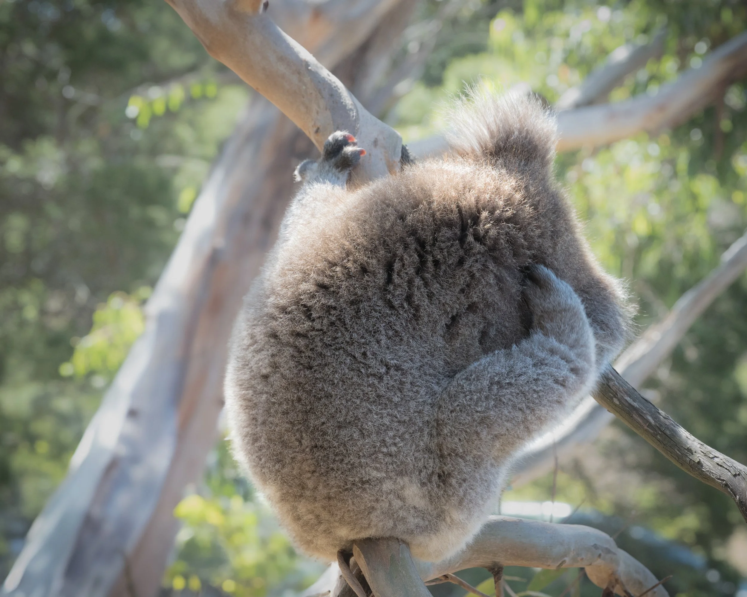'Itchy Scratchy ' Koala in a Eucalypt tree scratching his head