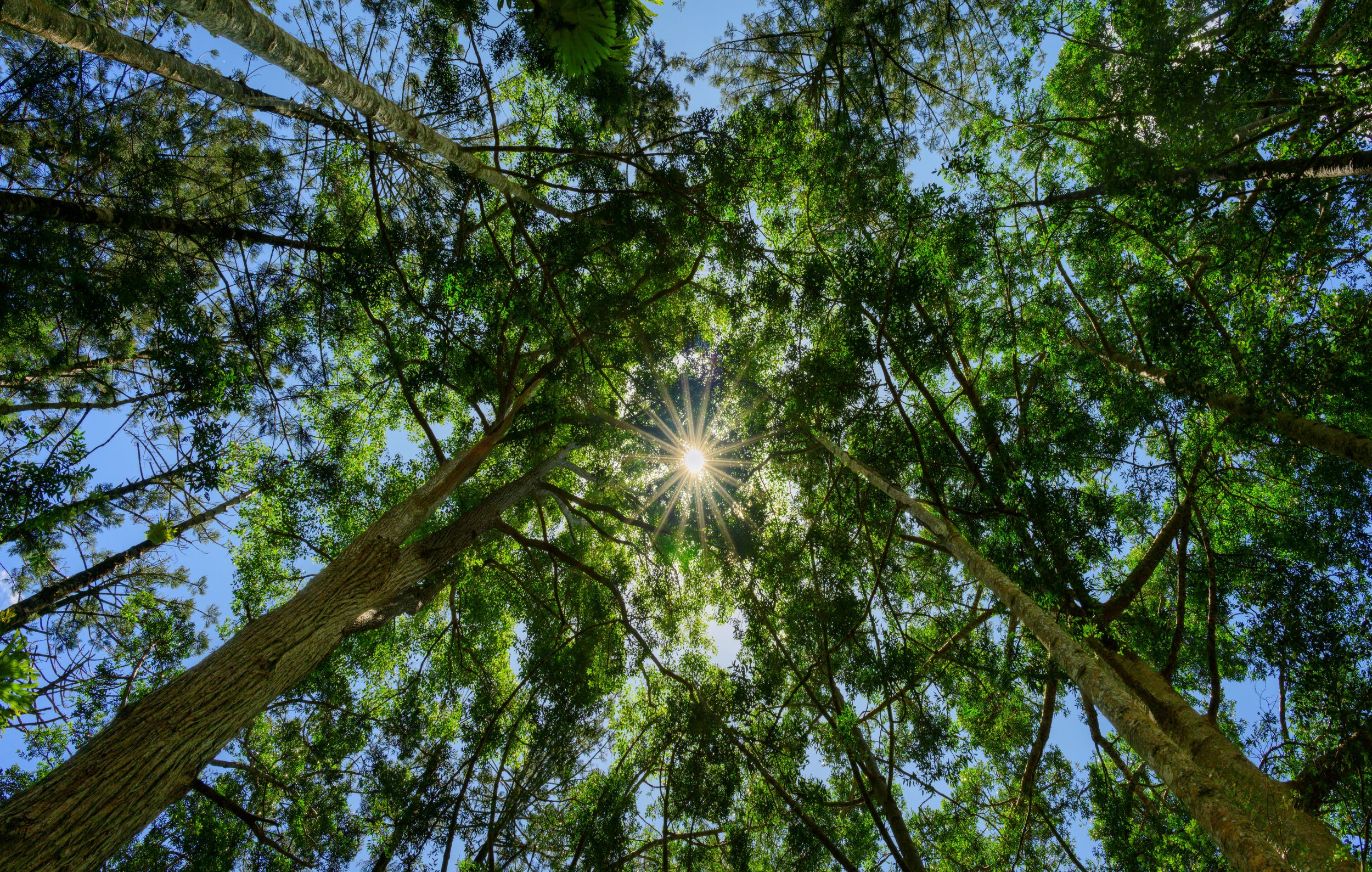 'Sunburst Through the Rainforest Canopy' K'gari, Queensland, Australia