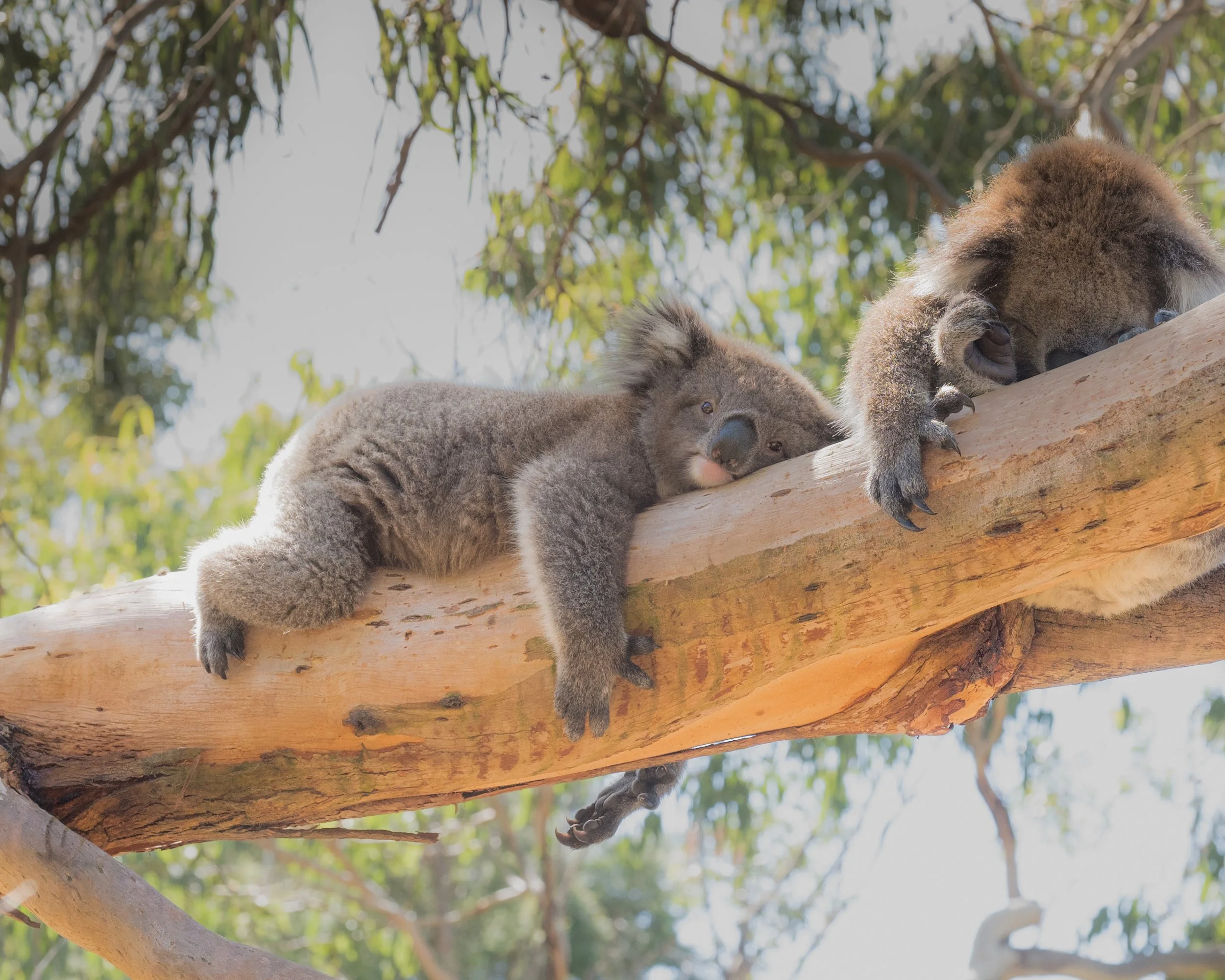 'Napping in the Eucalypt Tree' A weary mother koala naps while her cheeky baby rests nearby