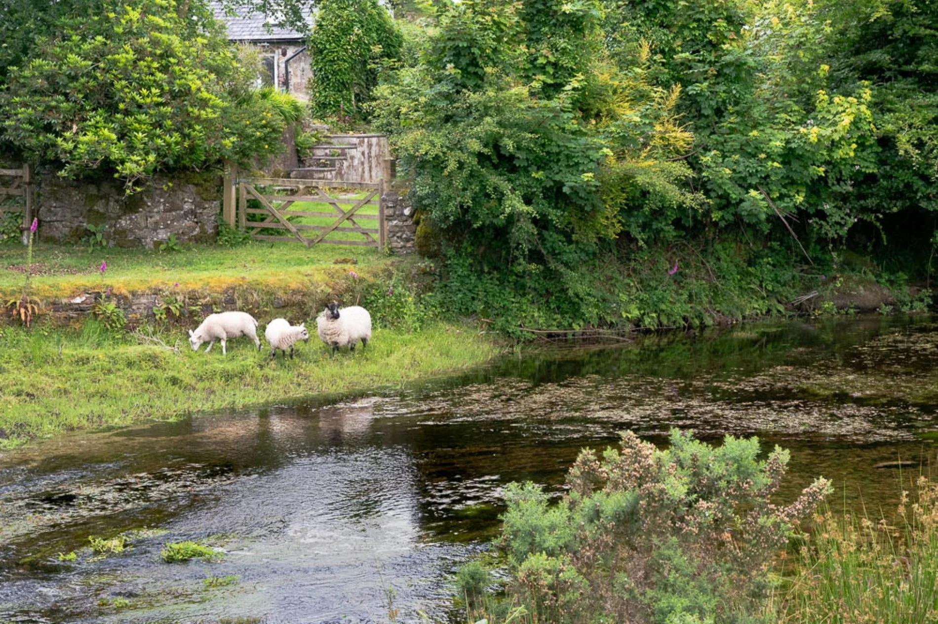 'Sheep in Blisland' Cornwall, England