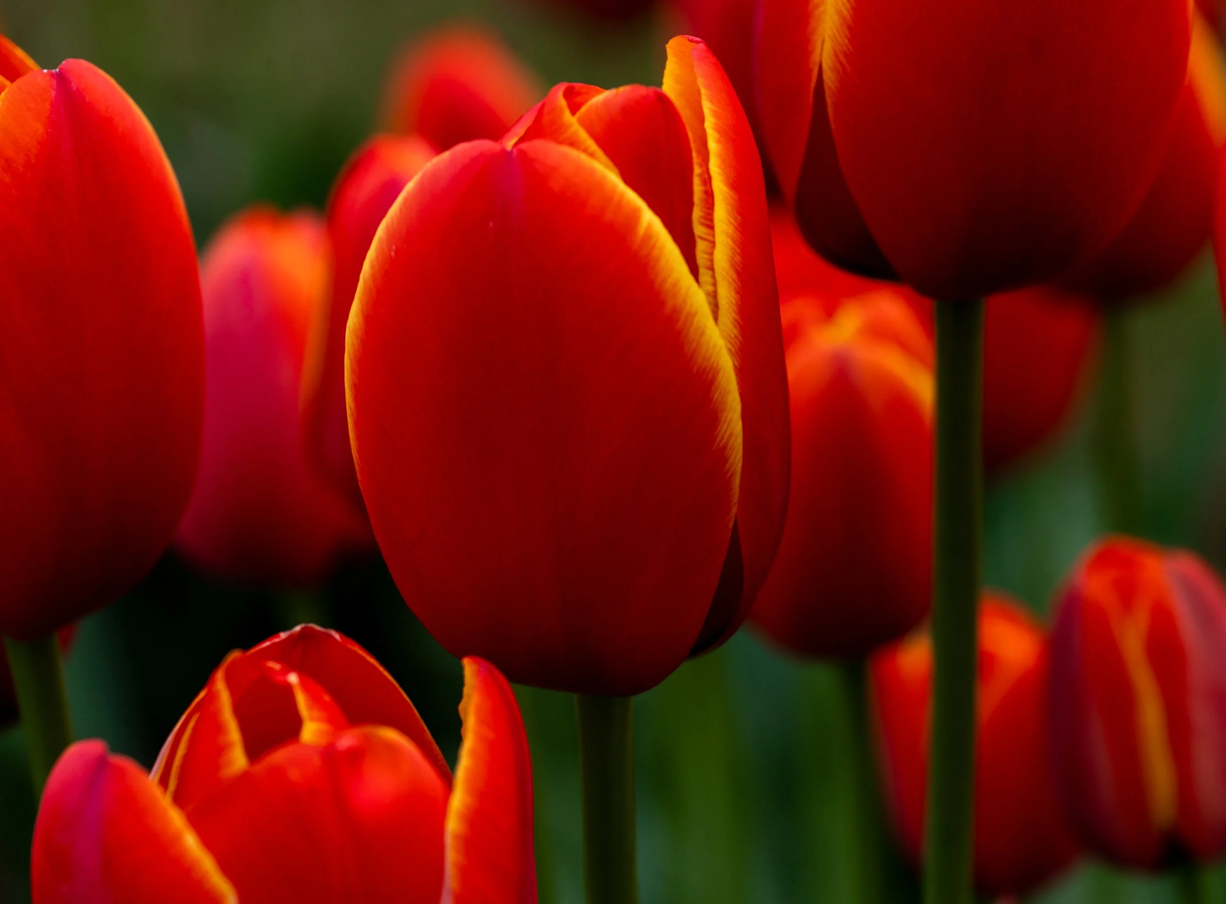 'Red Tulips - Love and Passion'