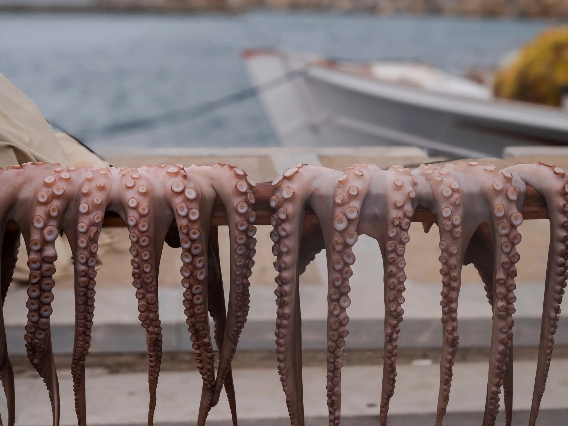 Fresh octopus tentacles laid out on a wooden rack with boats and water in the background.