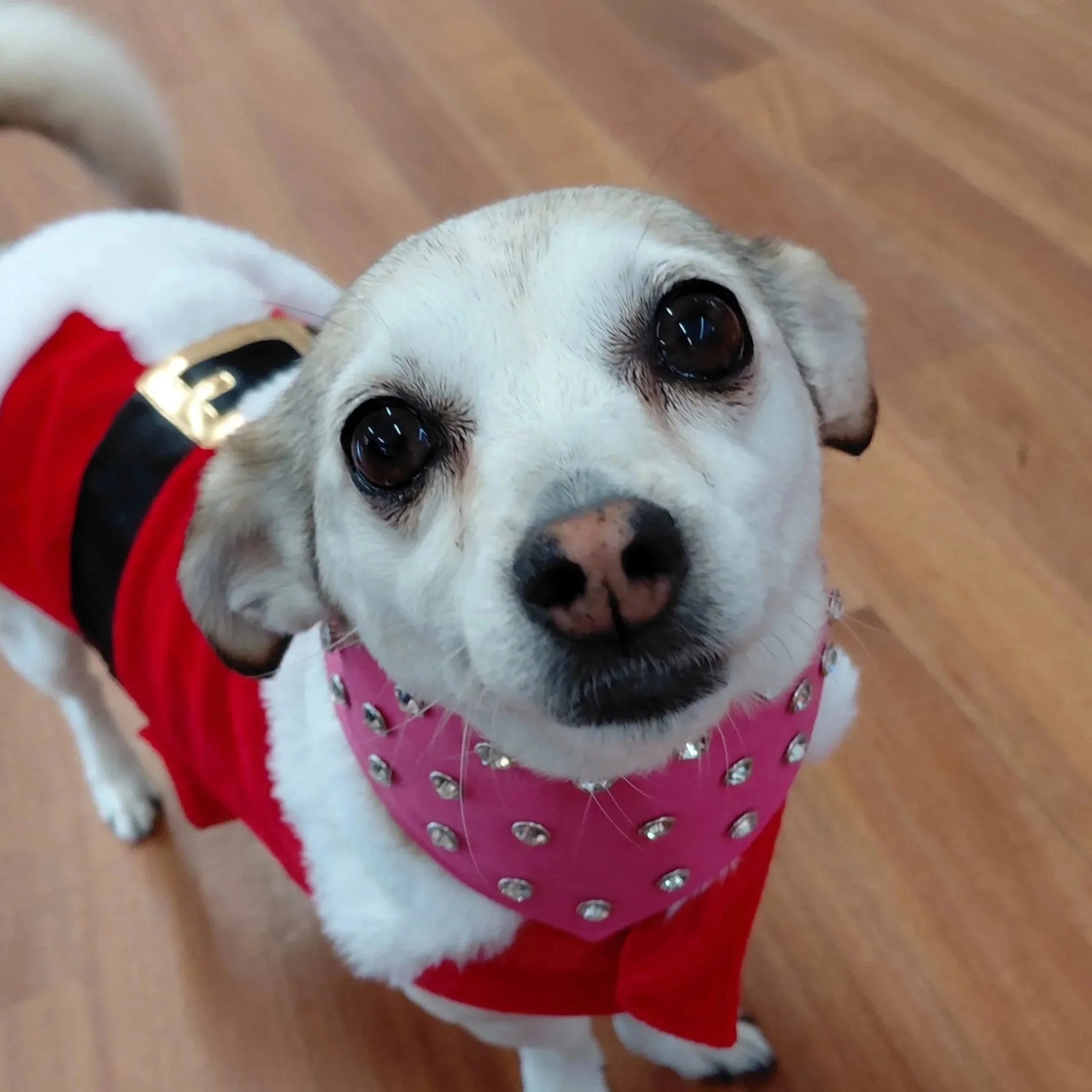 Small white dog wearing a pink diamante dog bandana.