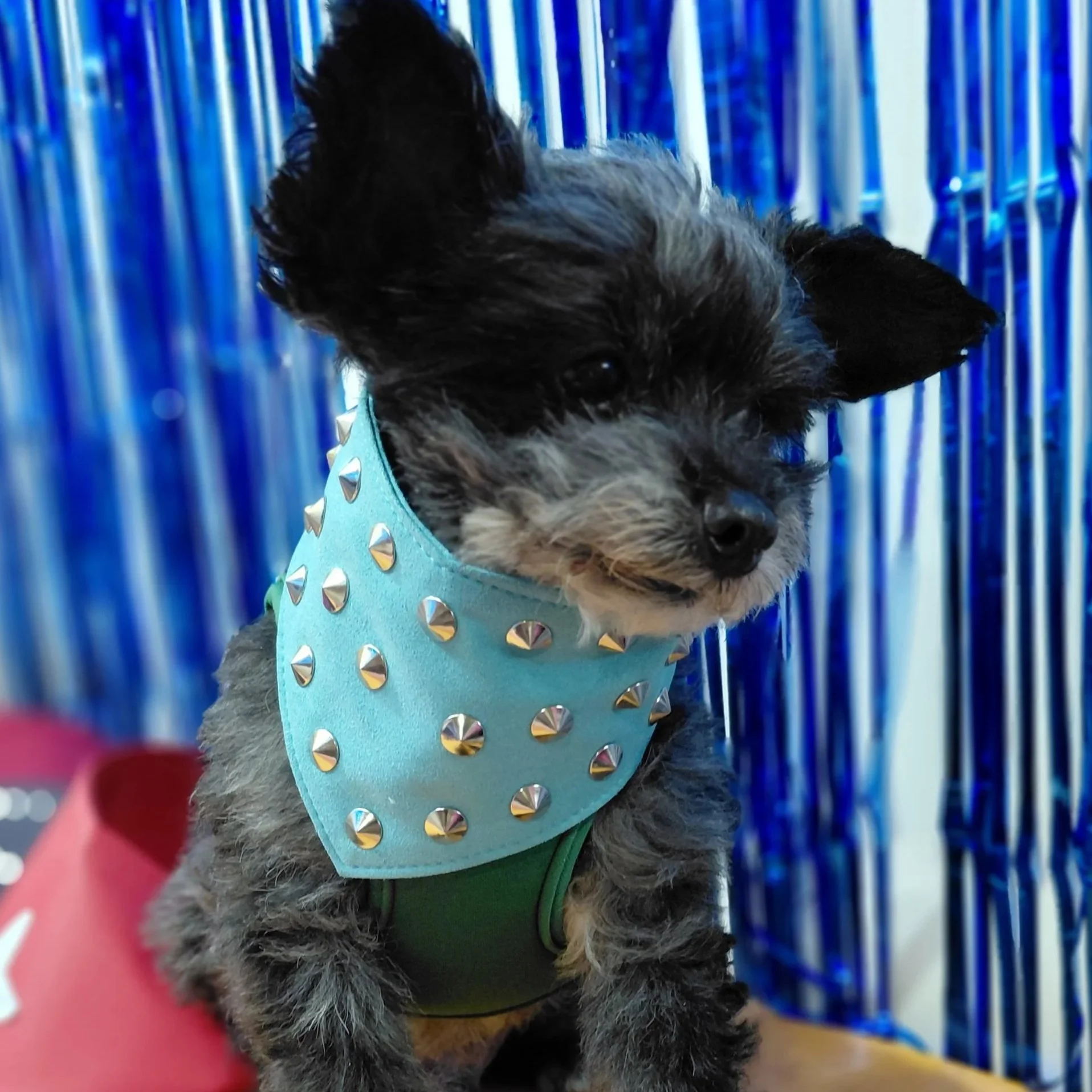 Small grey dog wearing a small turquoise studded dog bandana.